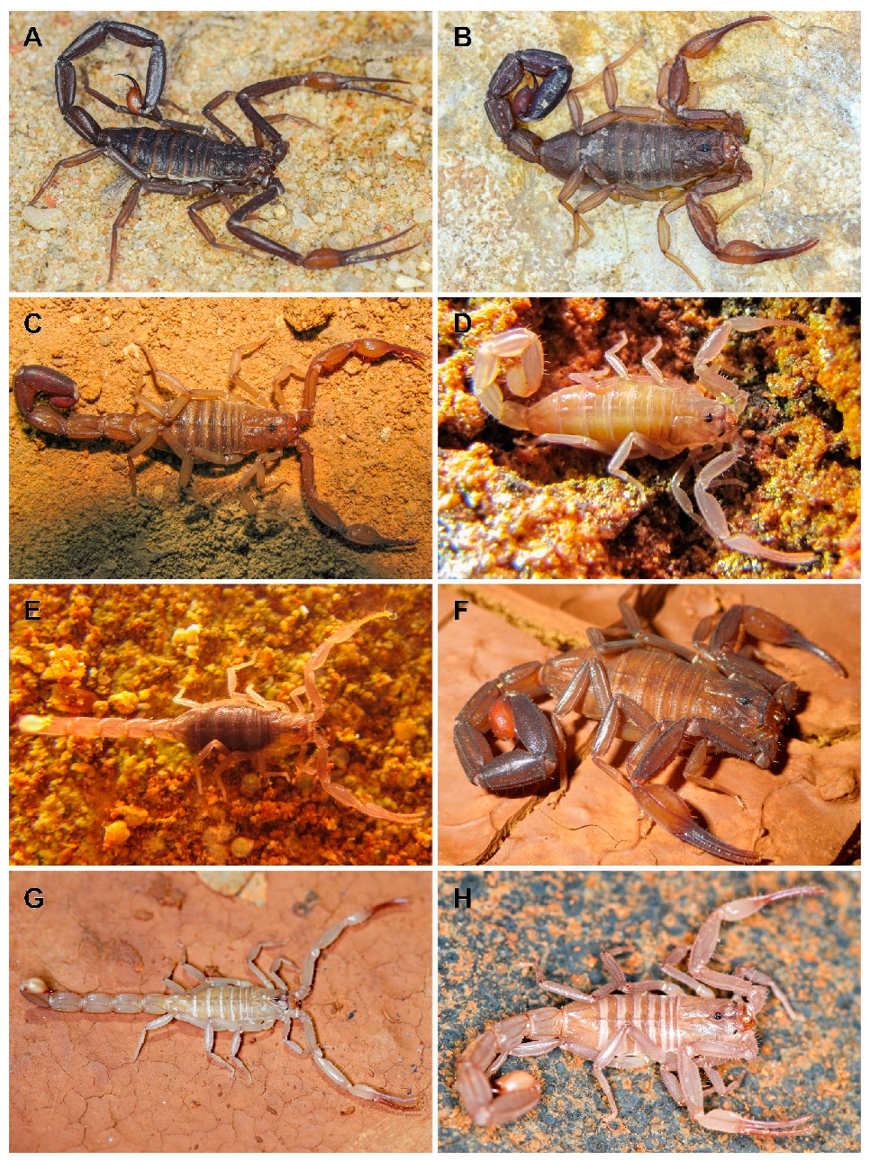 Arthropoda 03 00006 g001 Arthropoda 03 00006 g001