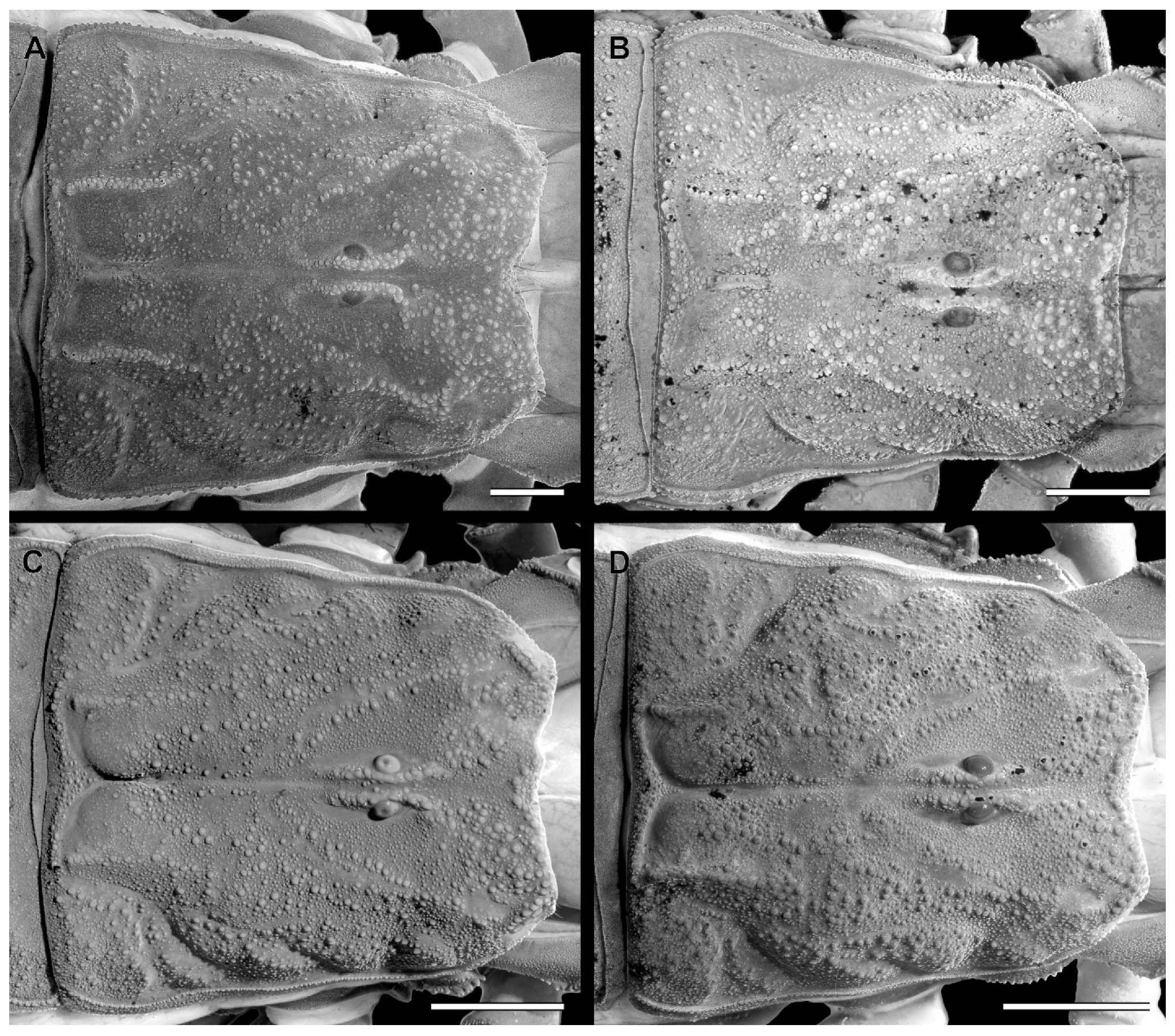 Arthropoda 03 00006 g002 Arthropoda 03 00006 g002