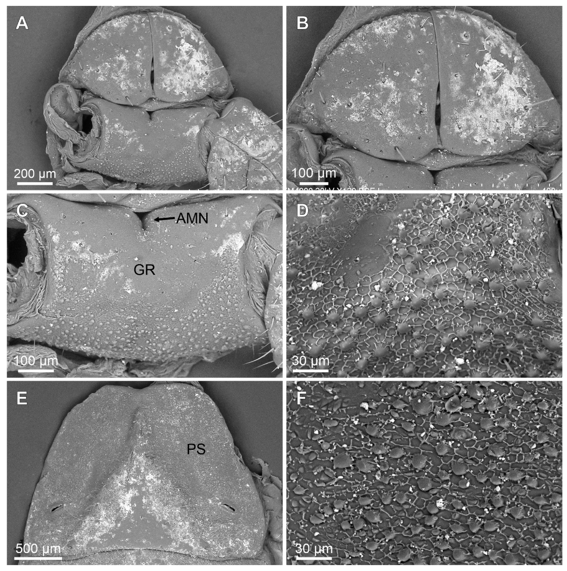 Arthropoda 03 00006 g005 Arthropoda 03 00006 g005