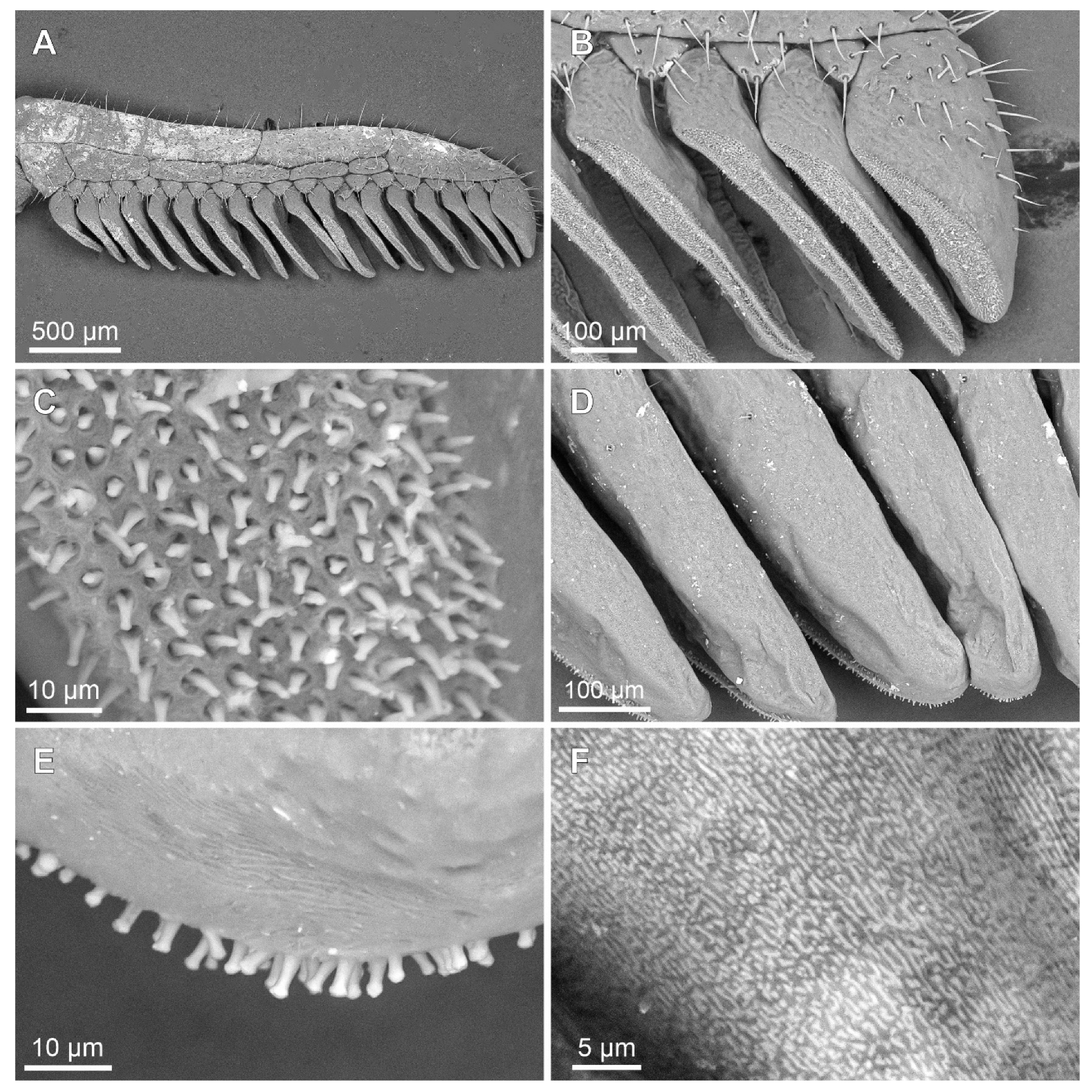 Arthropoda 03 00006 g006 Arthropoda 03 00006 g006