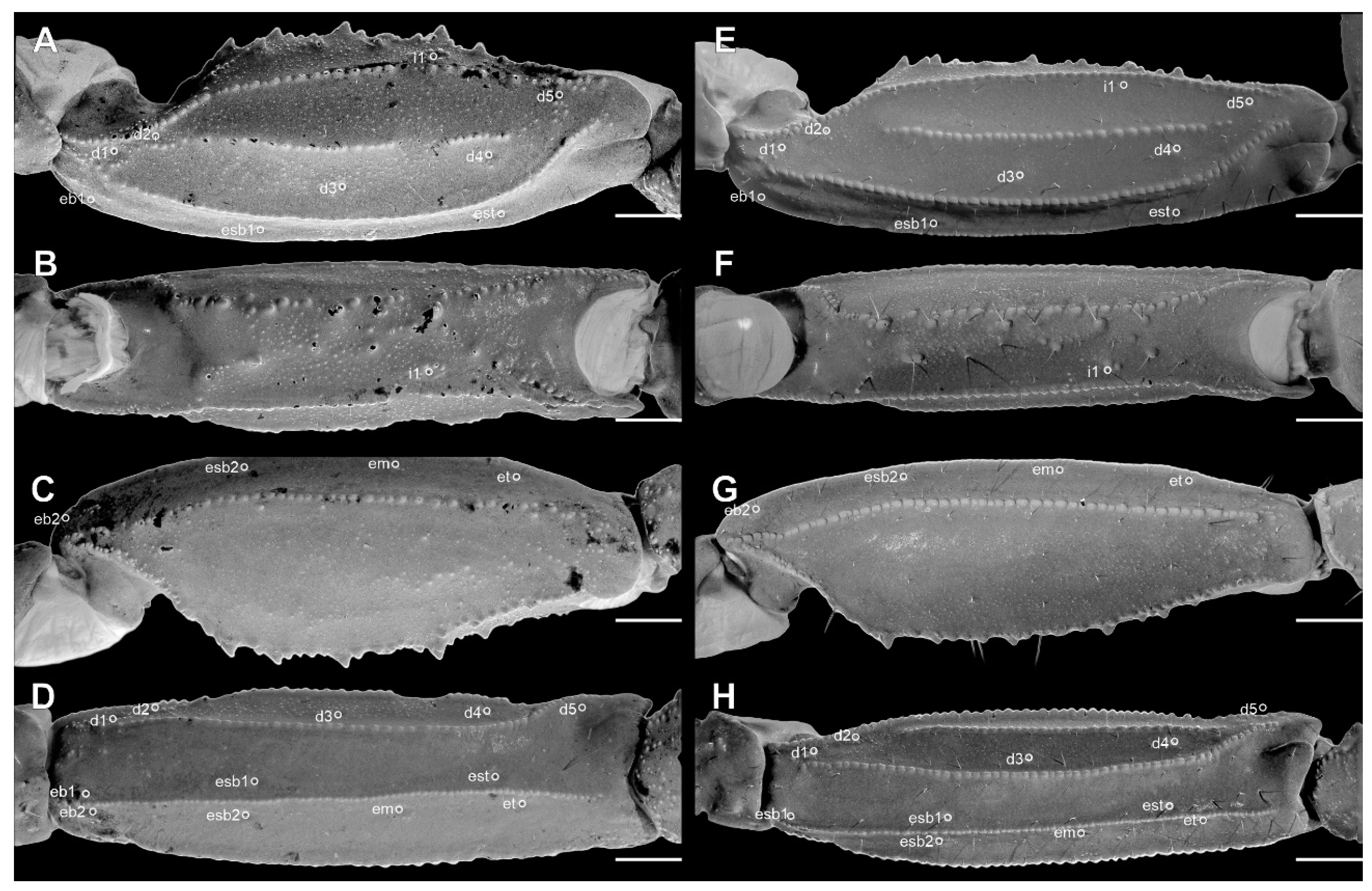 Arthropoda 03 00006 g010 Arthropoda 03 00006 g010