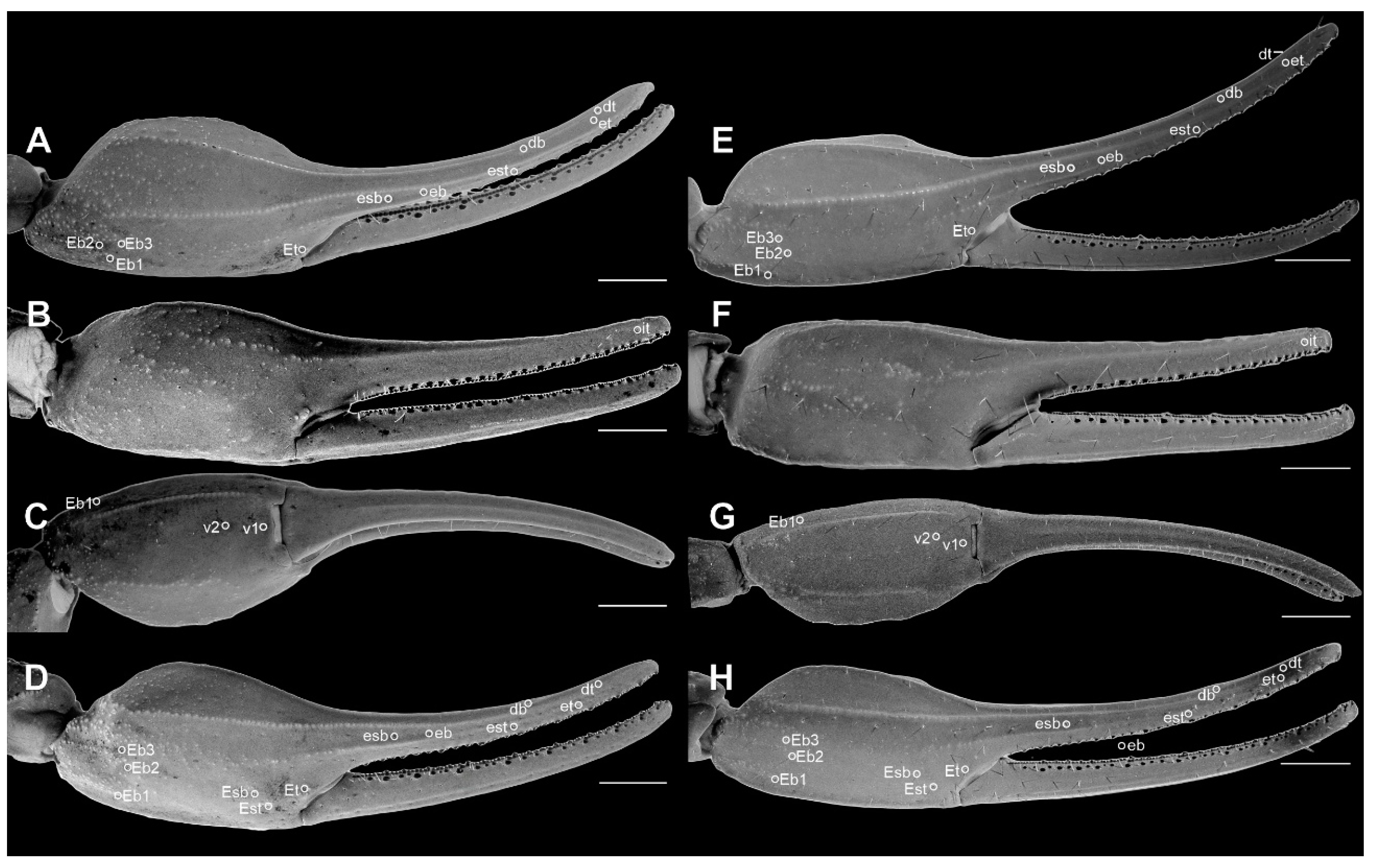 Arthropoda 03 00006 g011 Arthropoda 03 00006 g011