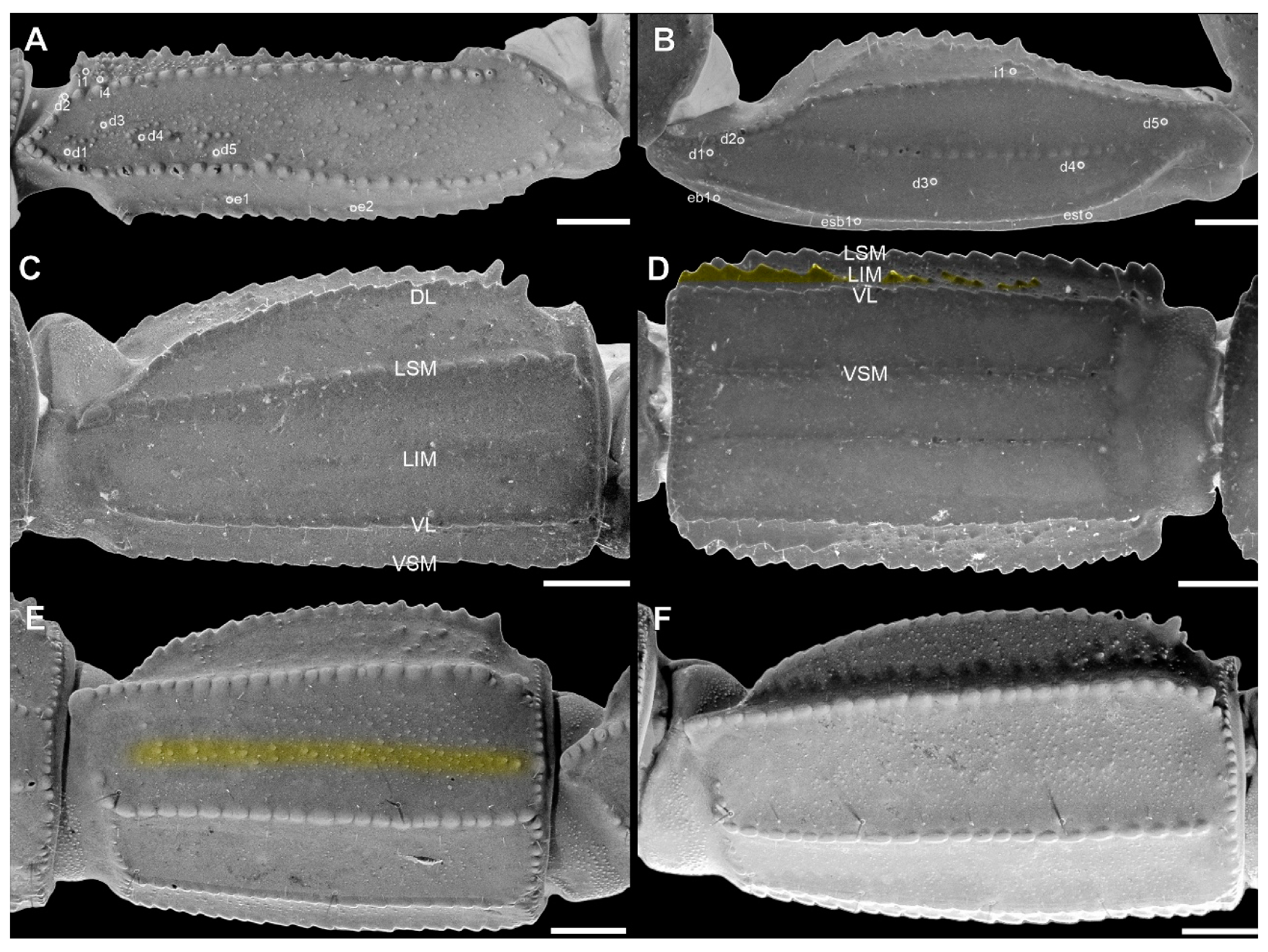 Arthropoda 03 00006 g014 Arthropoda 03 00006 g014