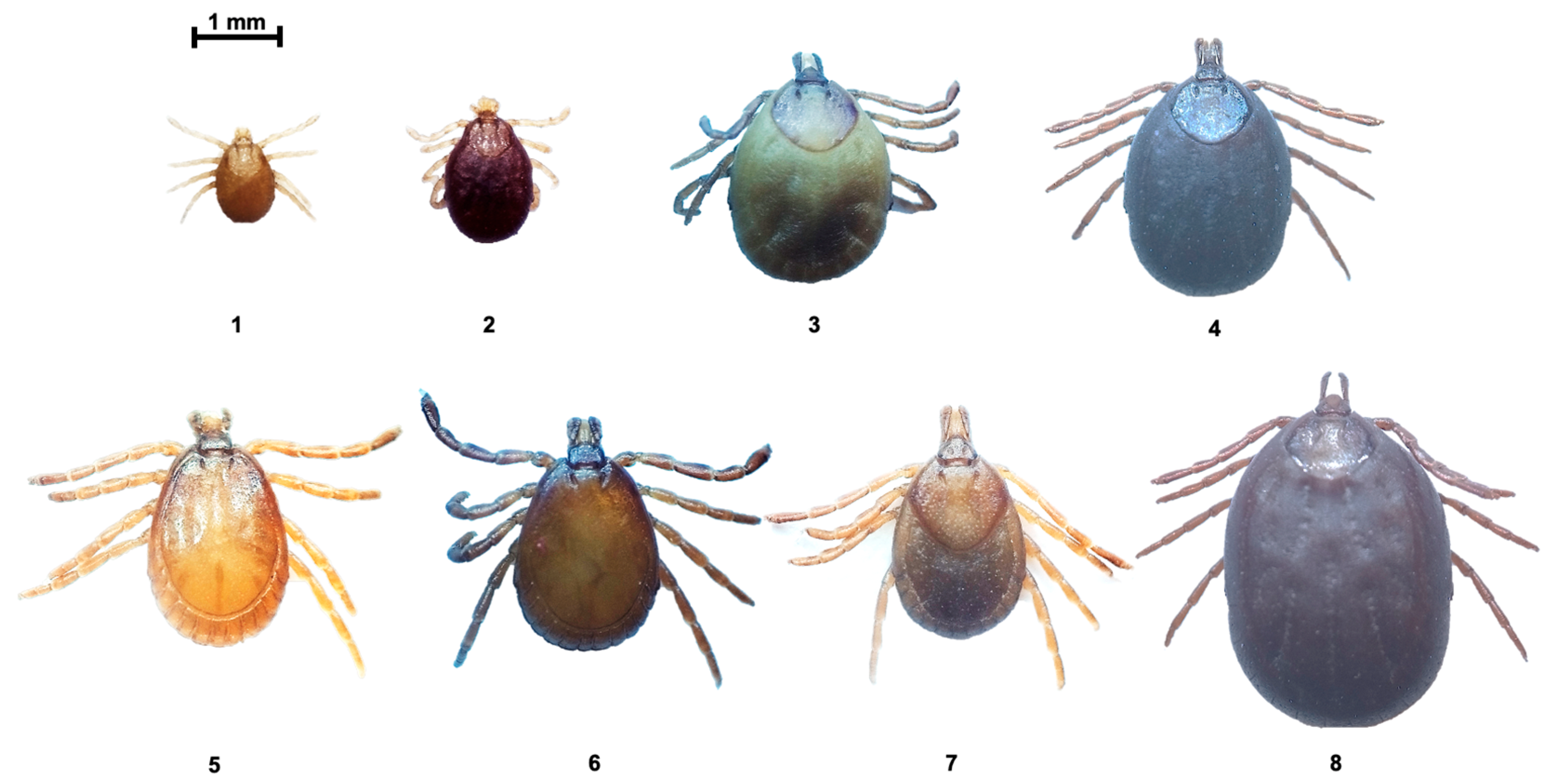 Arthropoda 03 00009 g002