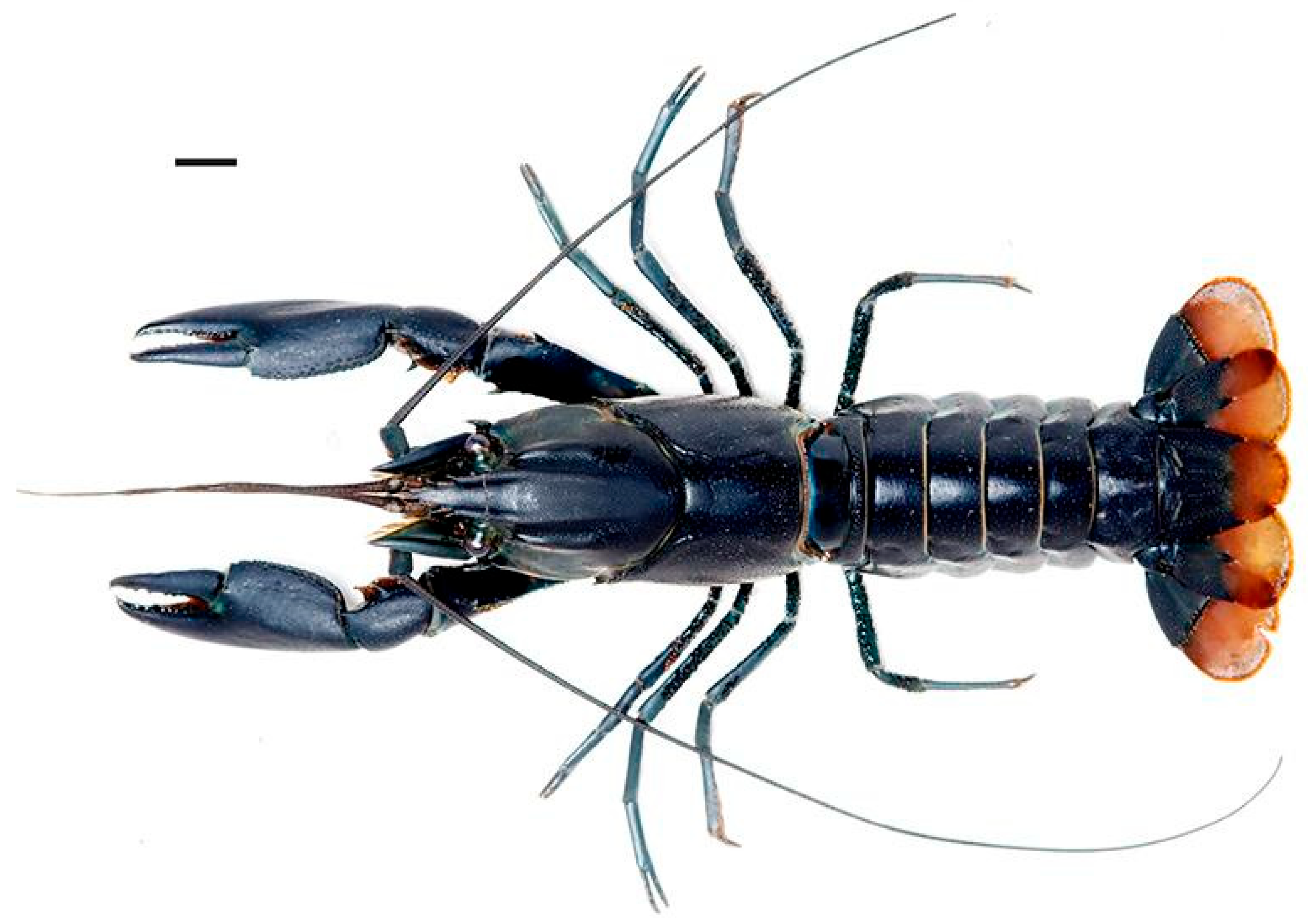 Arthropoda 03 00010 g004