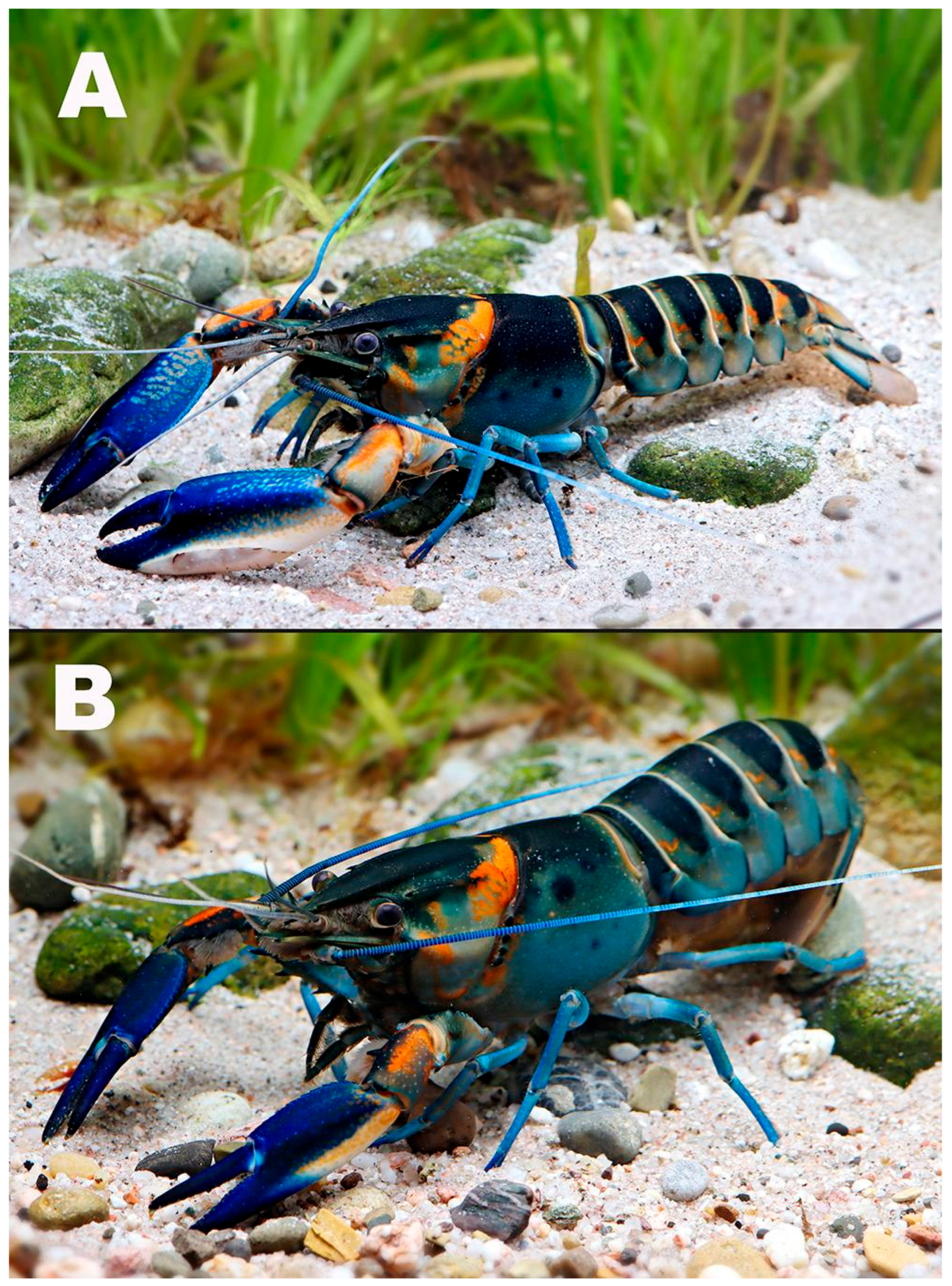 Arthropoda 03 00010 g010