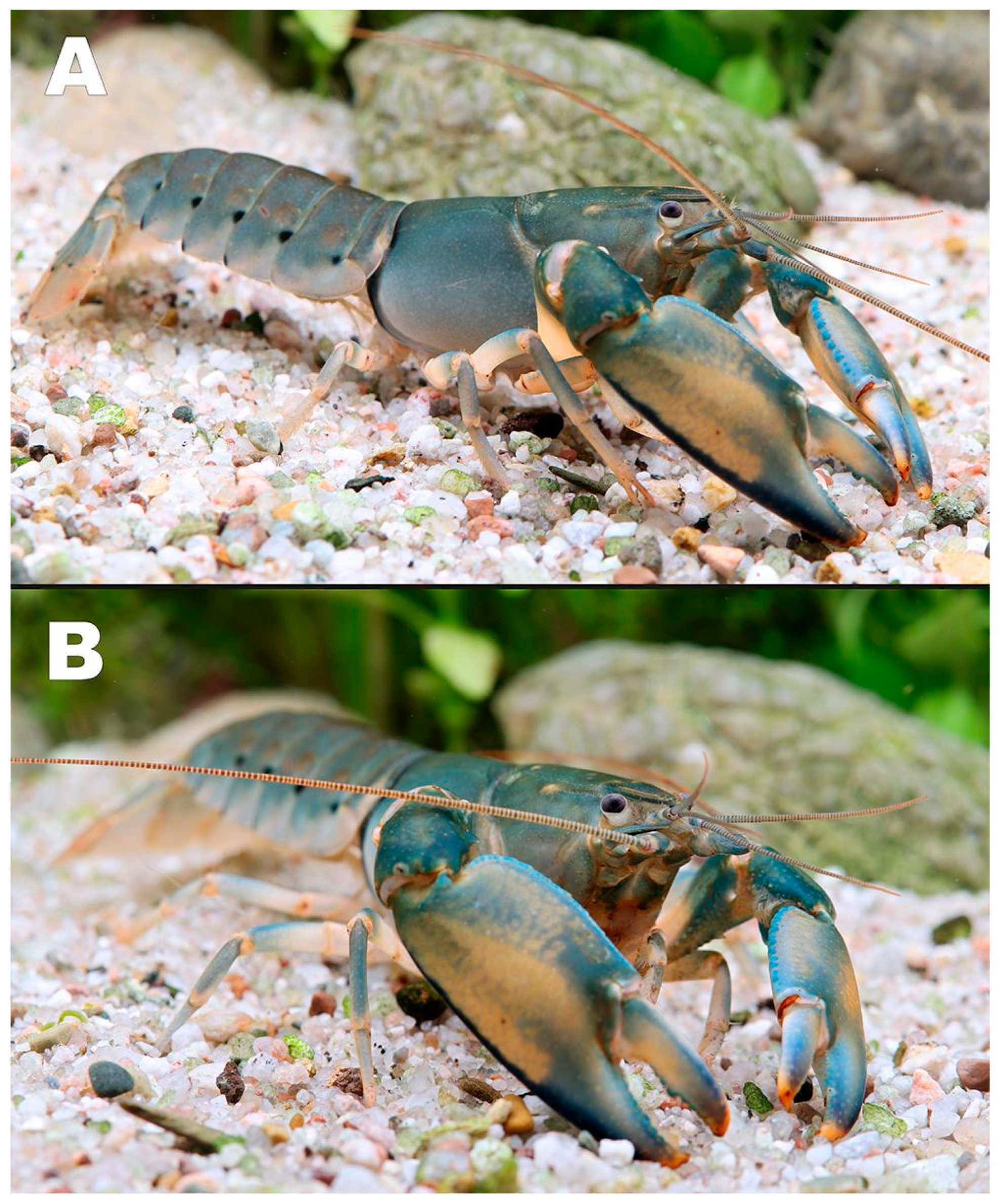 Arthropoda 03 00010 g014