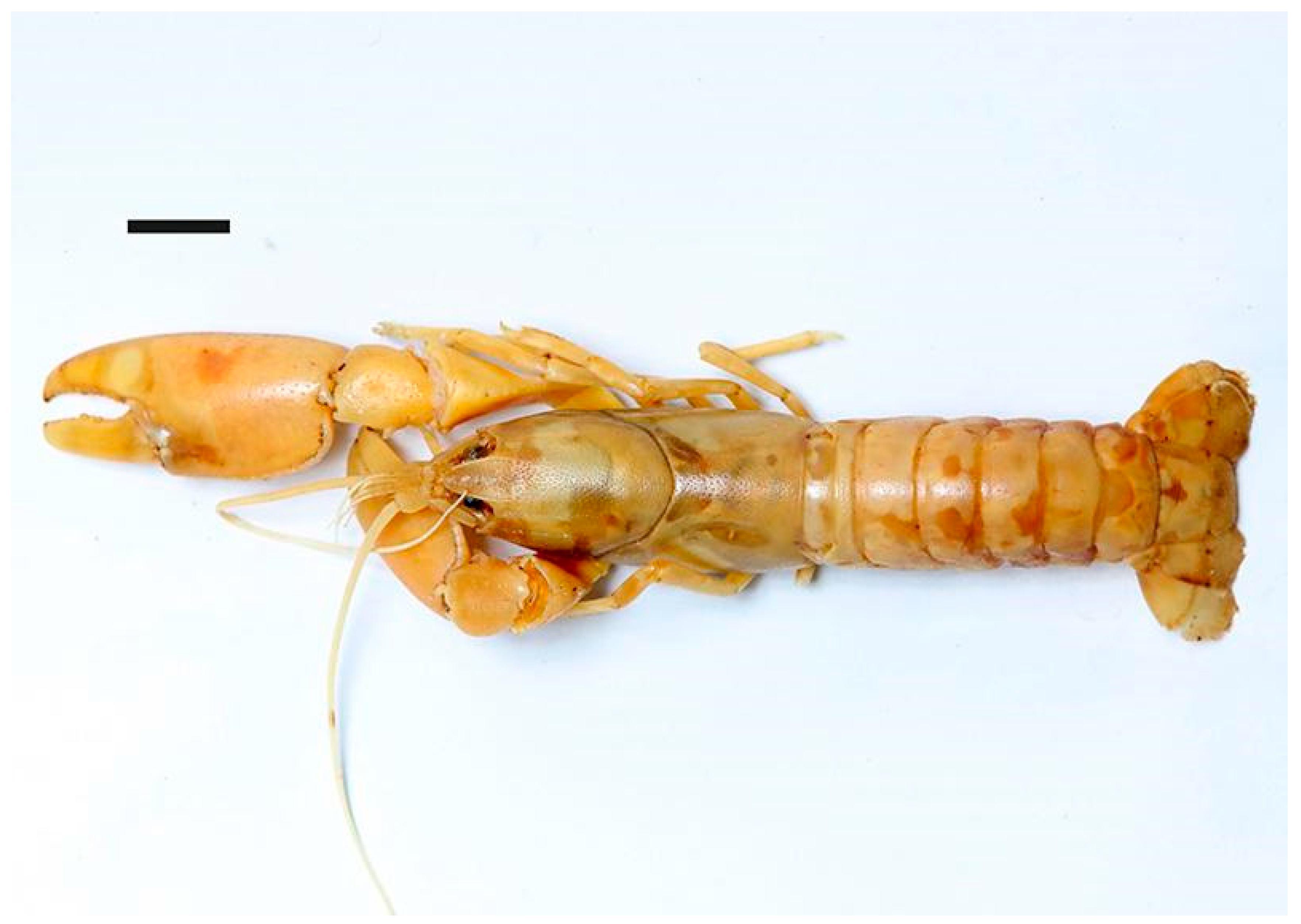 Arthropoda 03 00010 g015