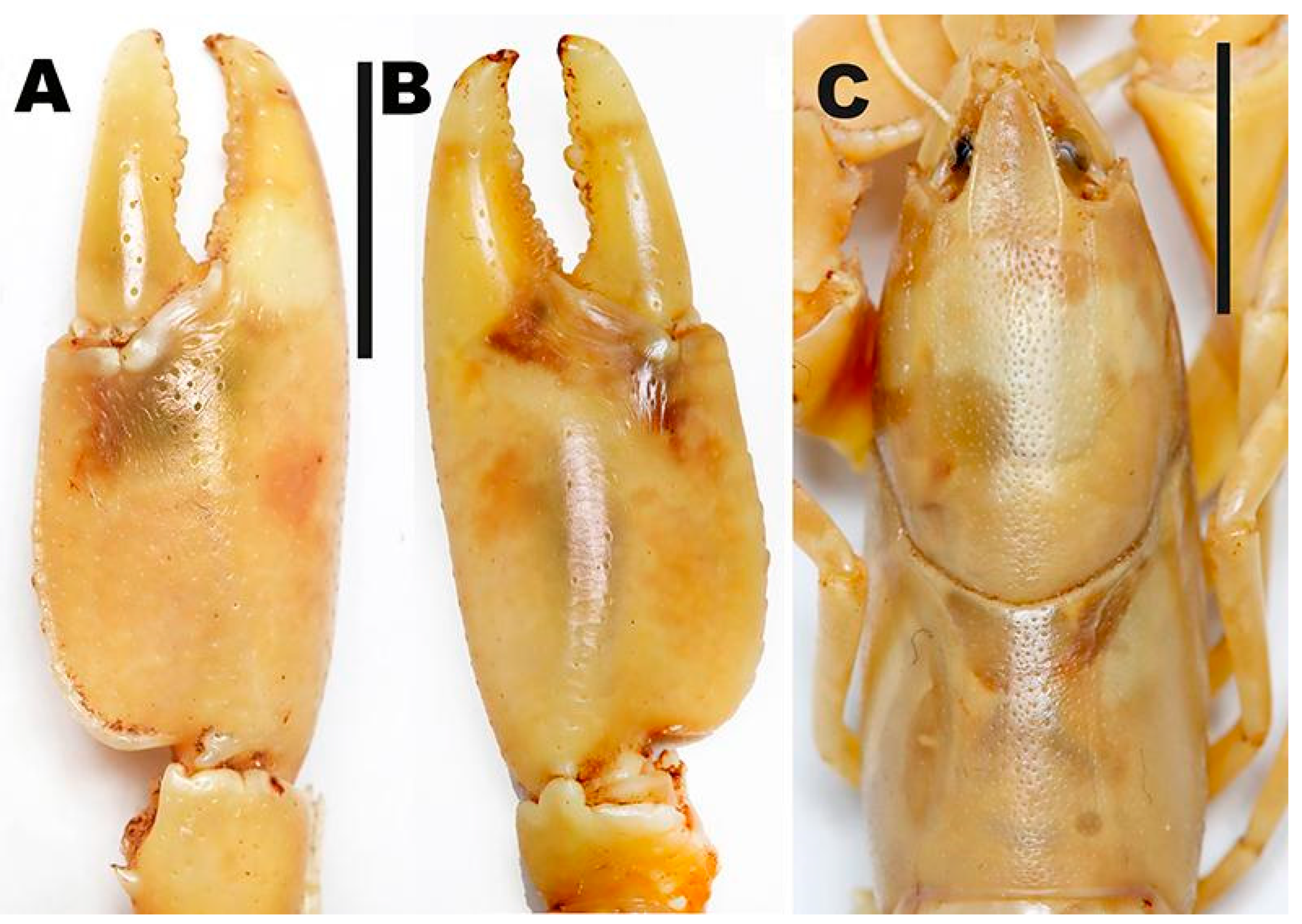 Arthropoda 03 00010 g016