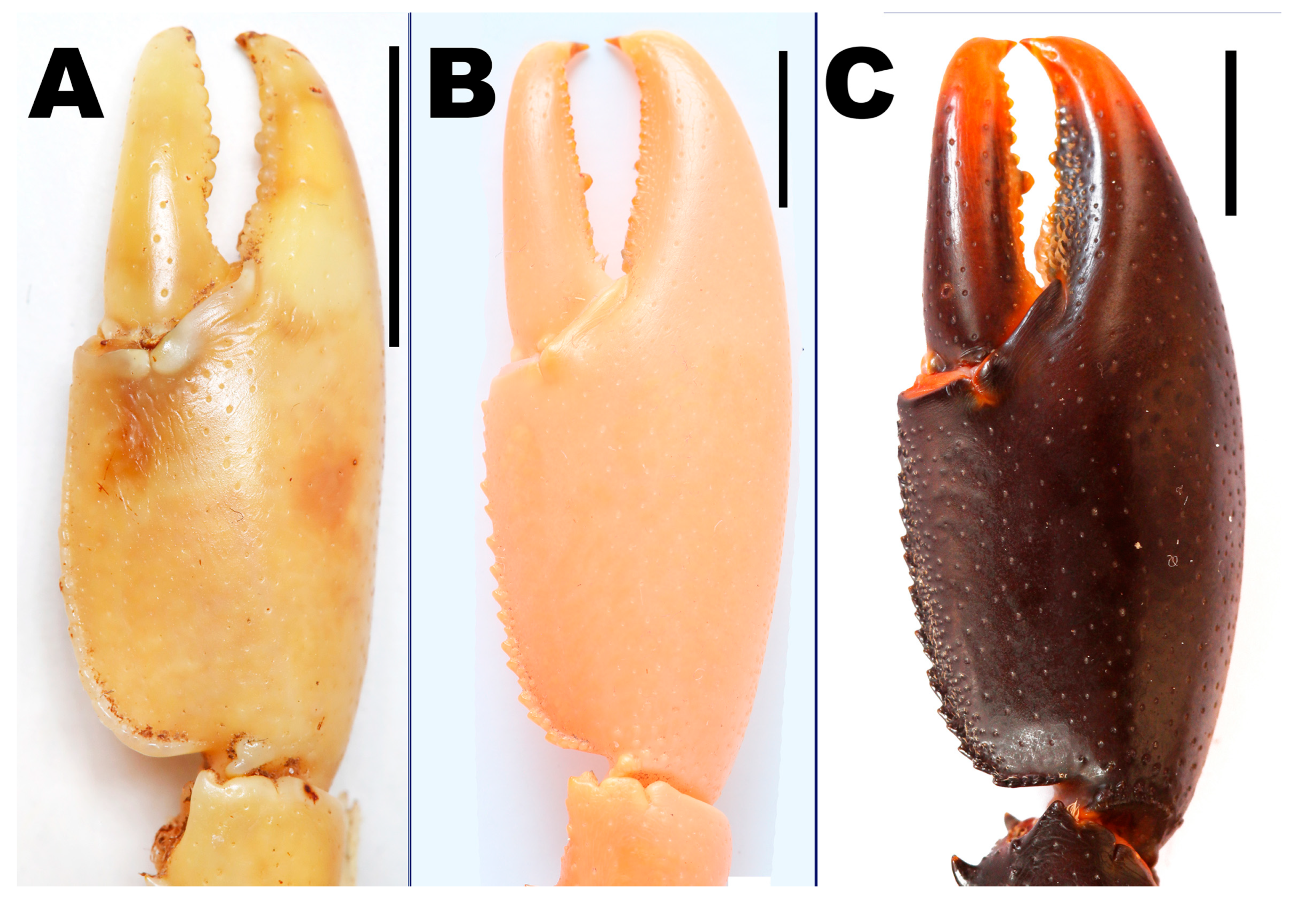 Arthropoda 03 00010 g018