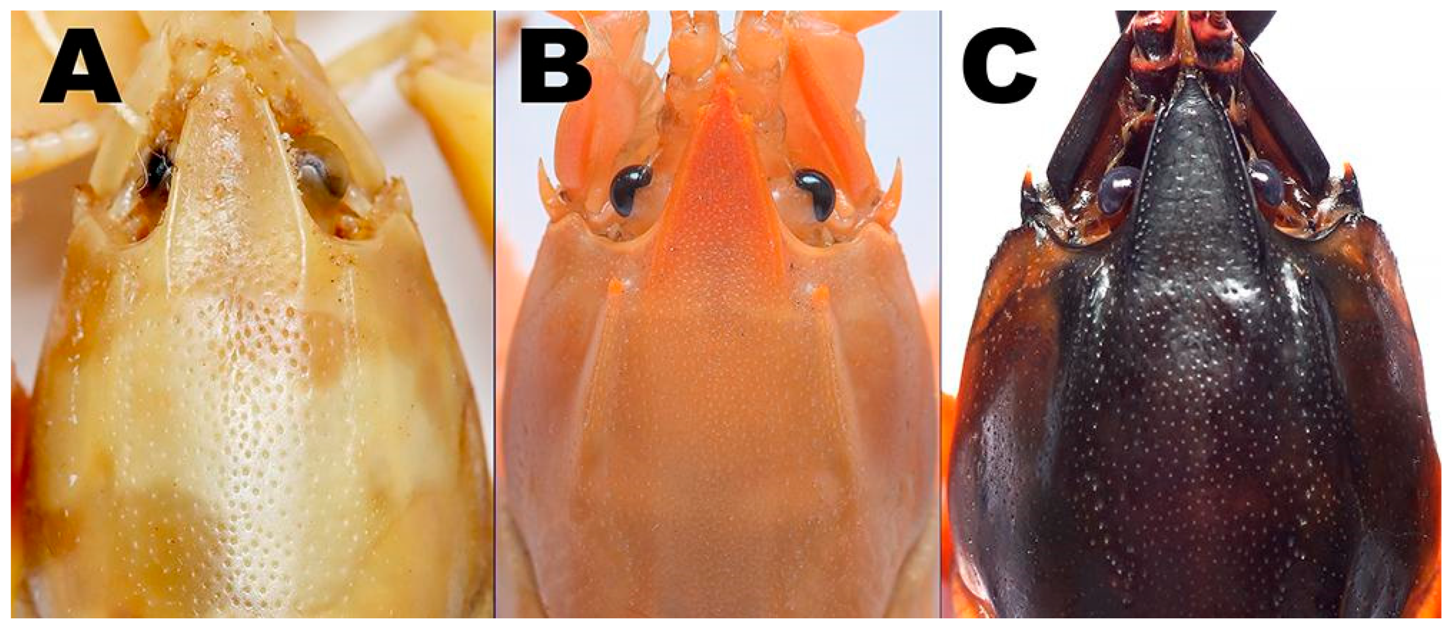 Arthropoda 03 00010 g019