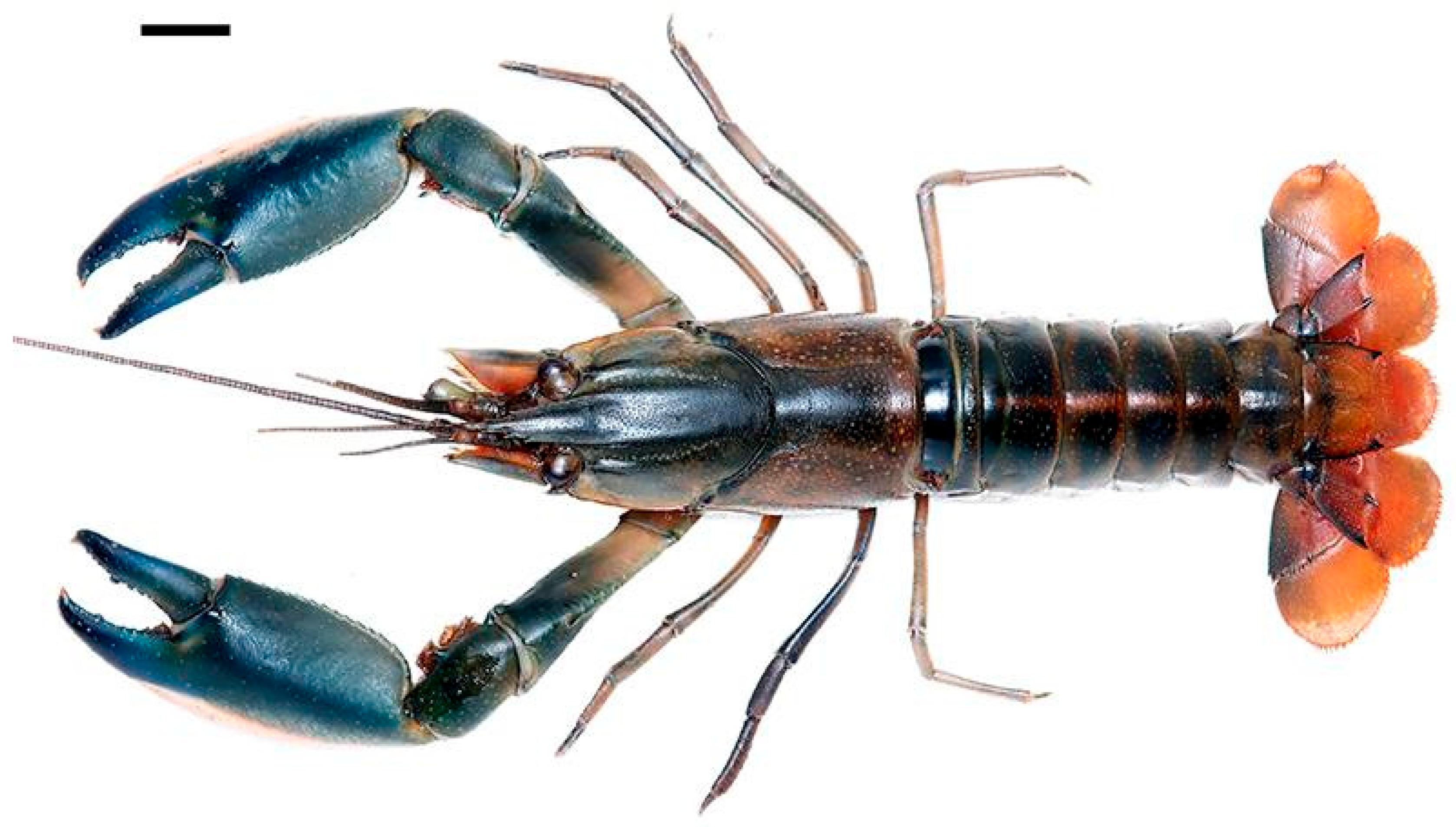 Arthropoda 03 00010 g026