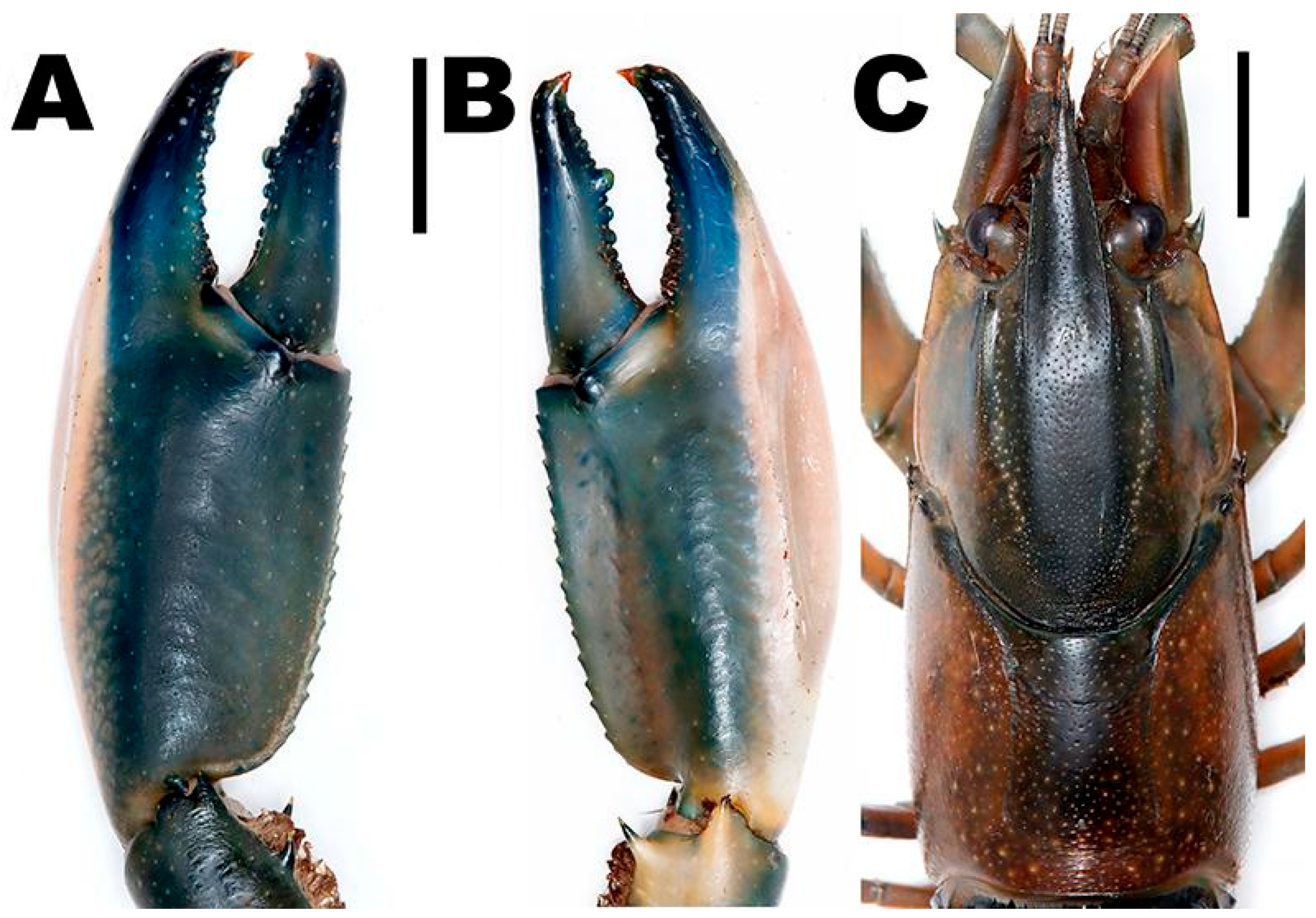 Arthropoda 03 00010 g027