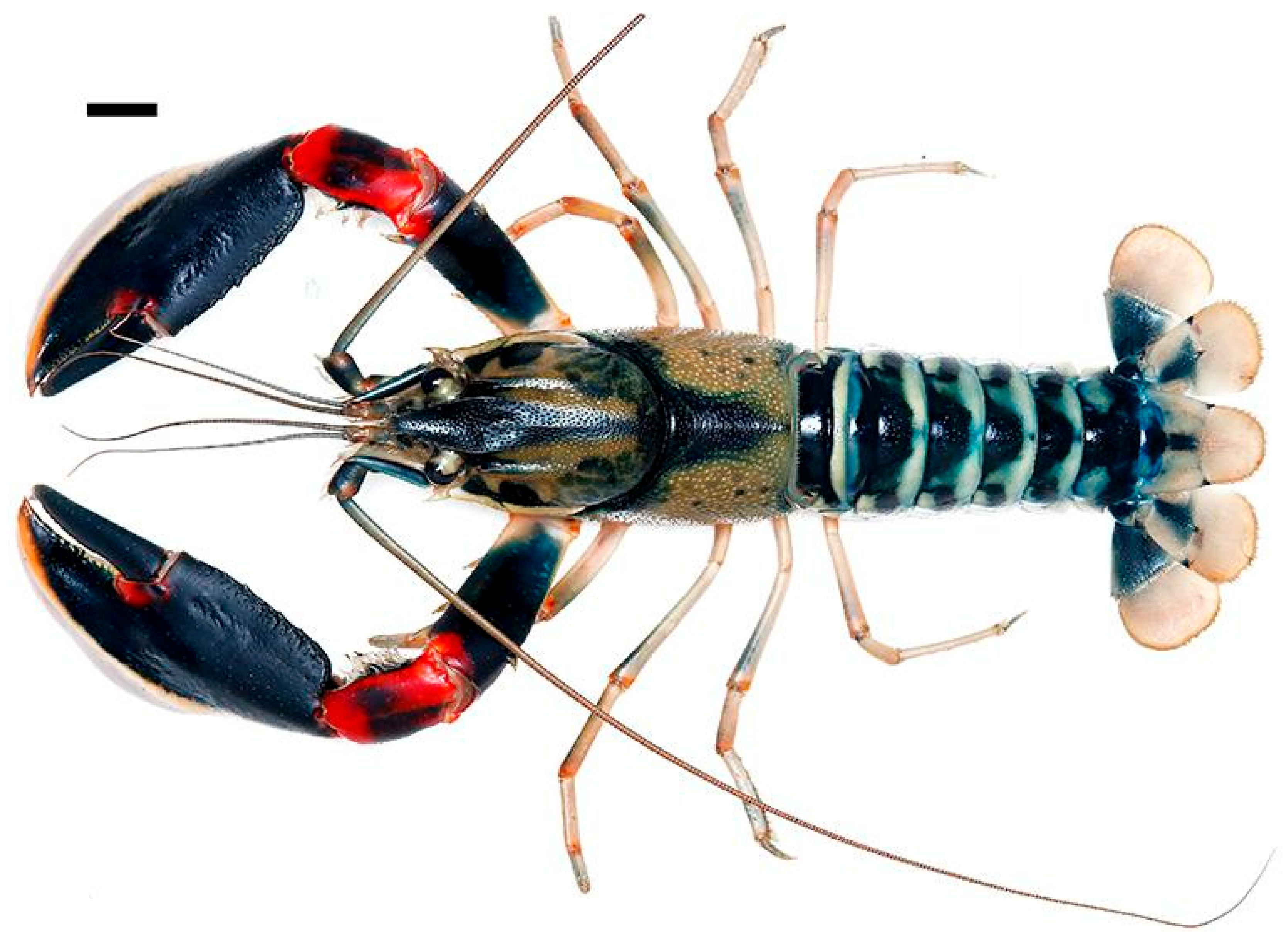 Arthropoda 03 00010 g030