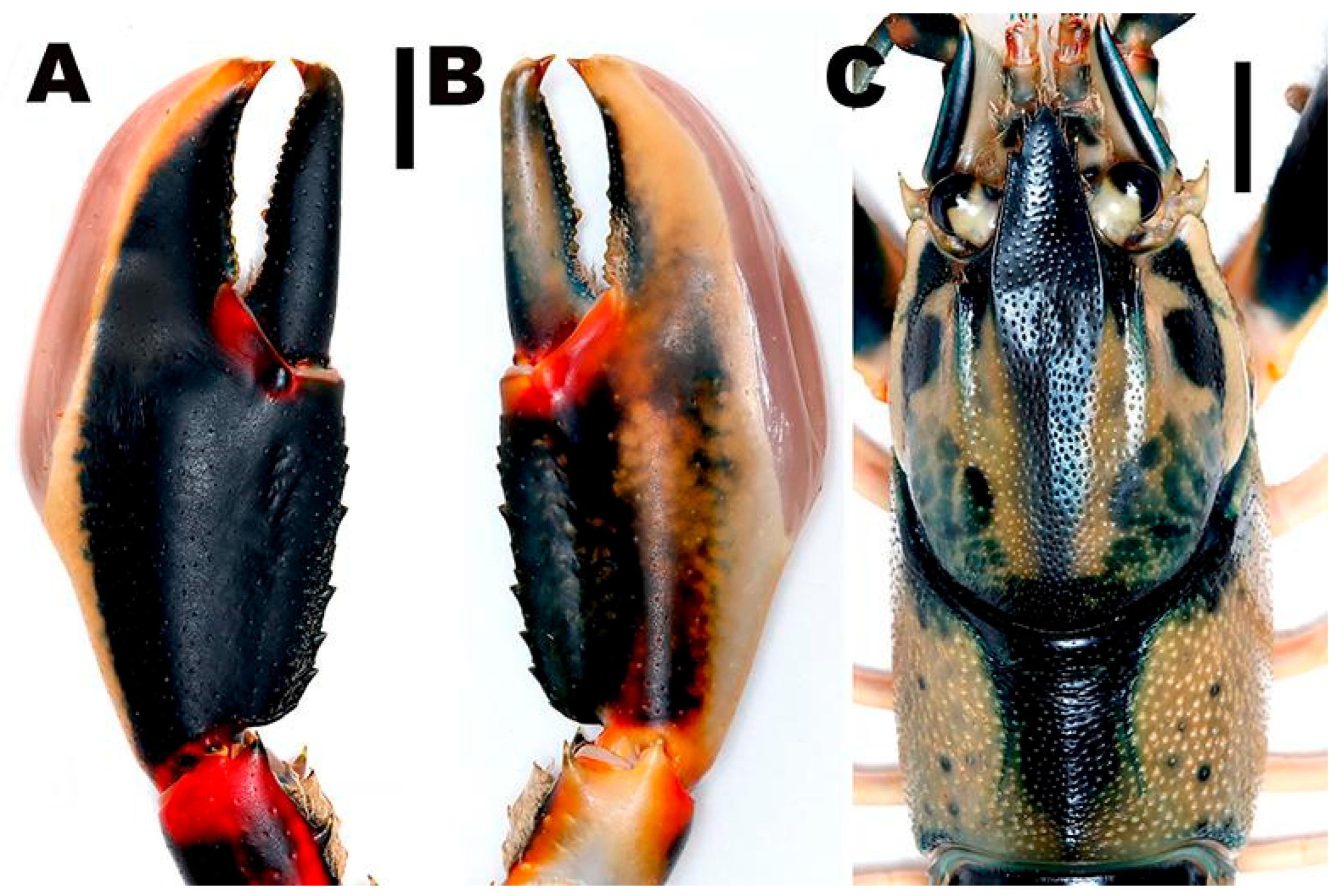 Arthropoda 03 00010 g031