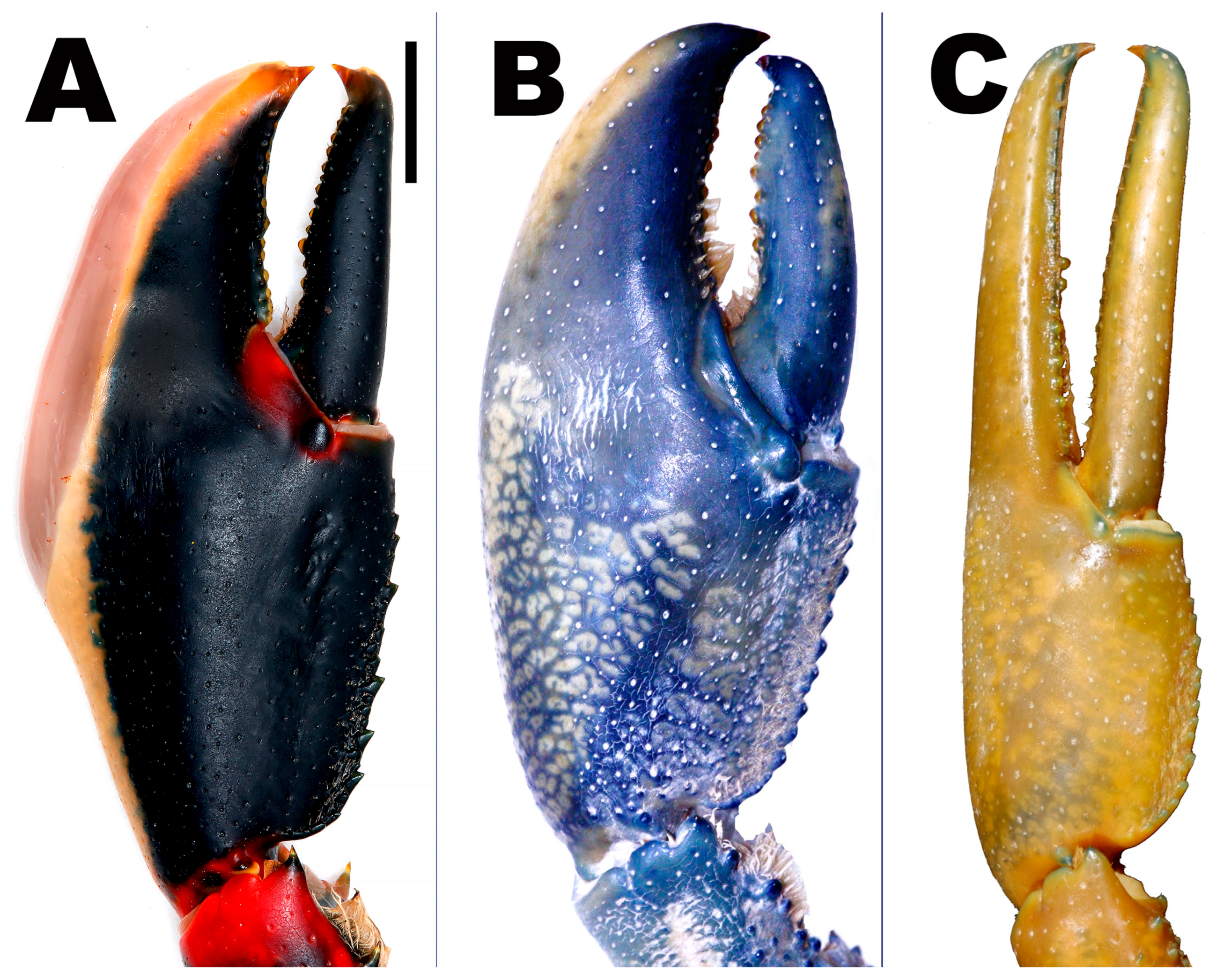 Arthropoda 03 00010 g033