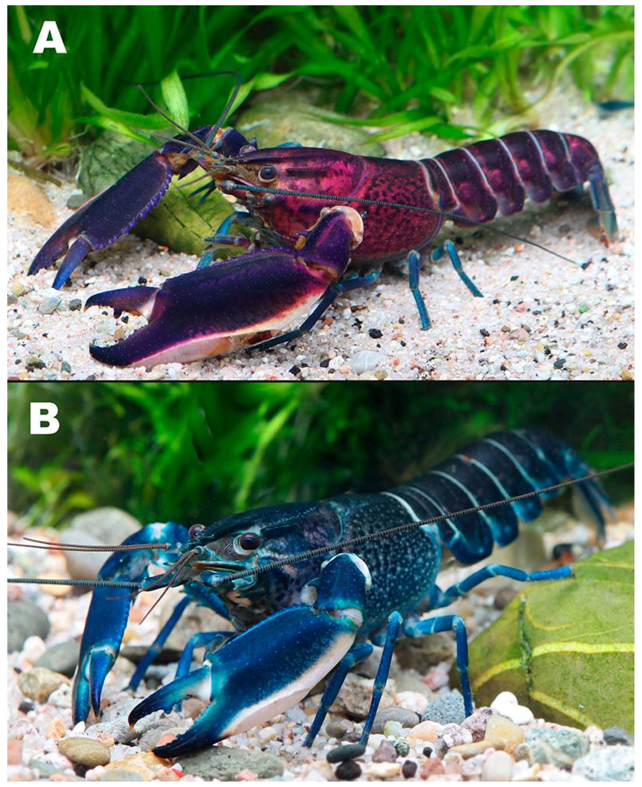 Arthropoda 03 00010 g035