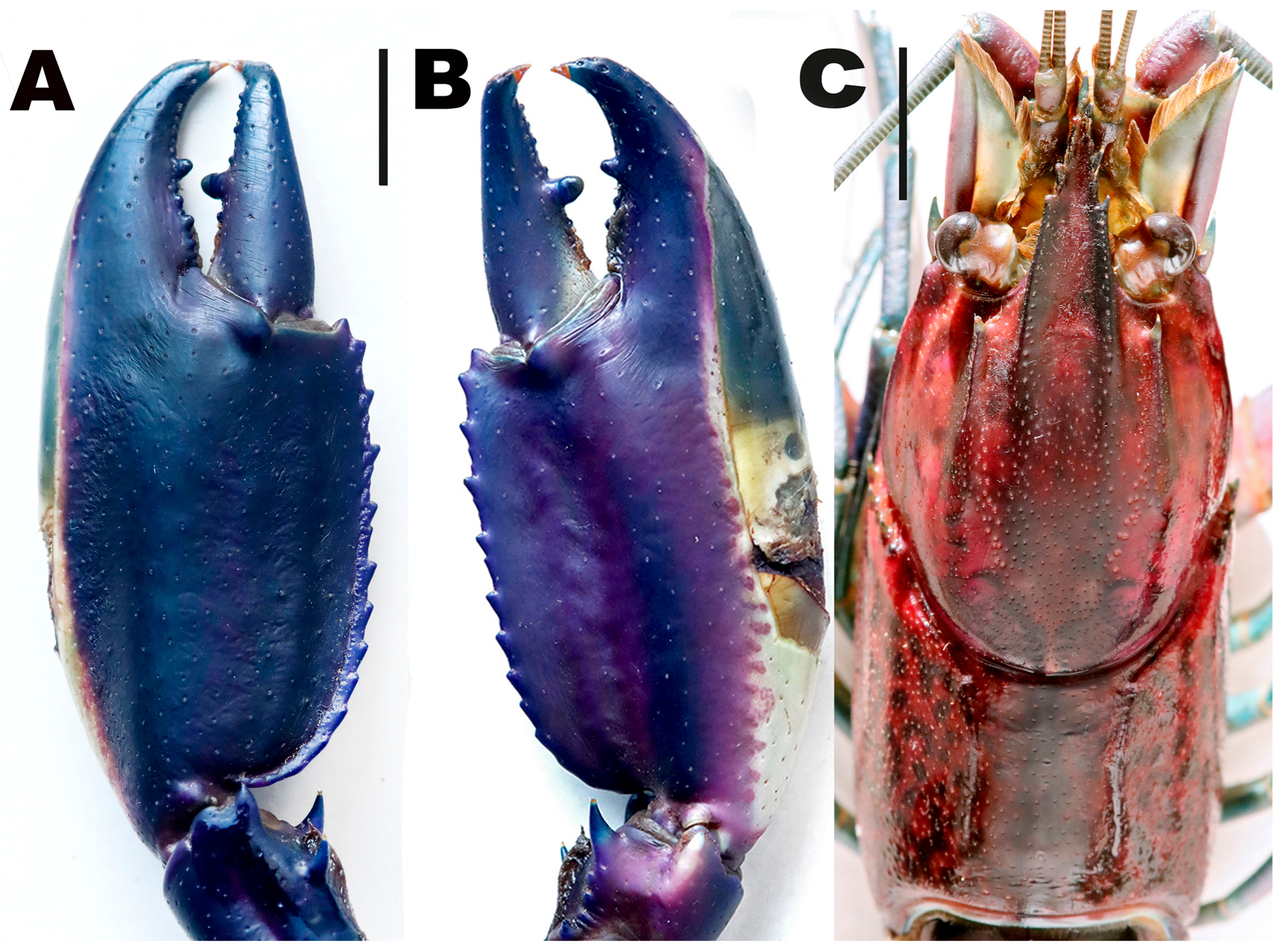 Arthropoda 03 00010 g037