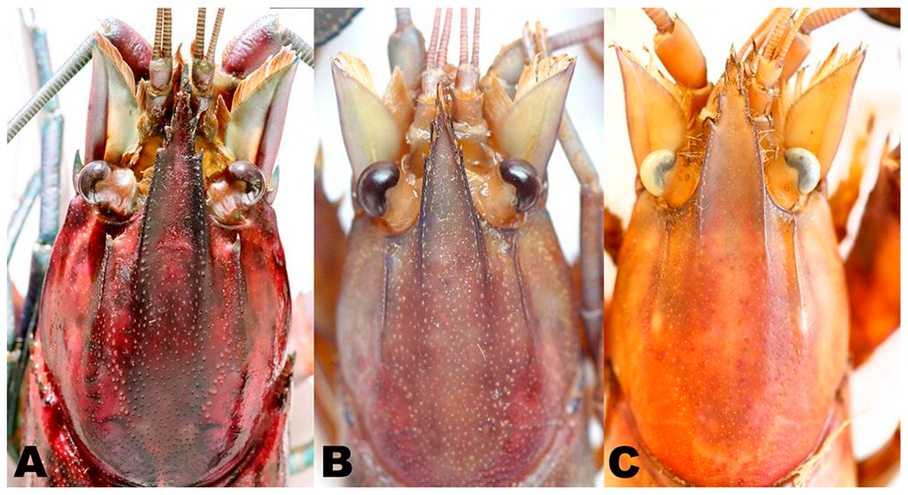 Arthropoda 03 00010 g041