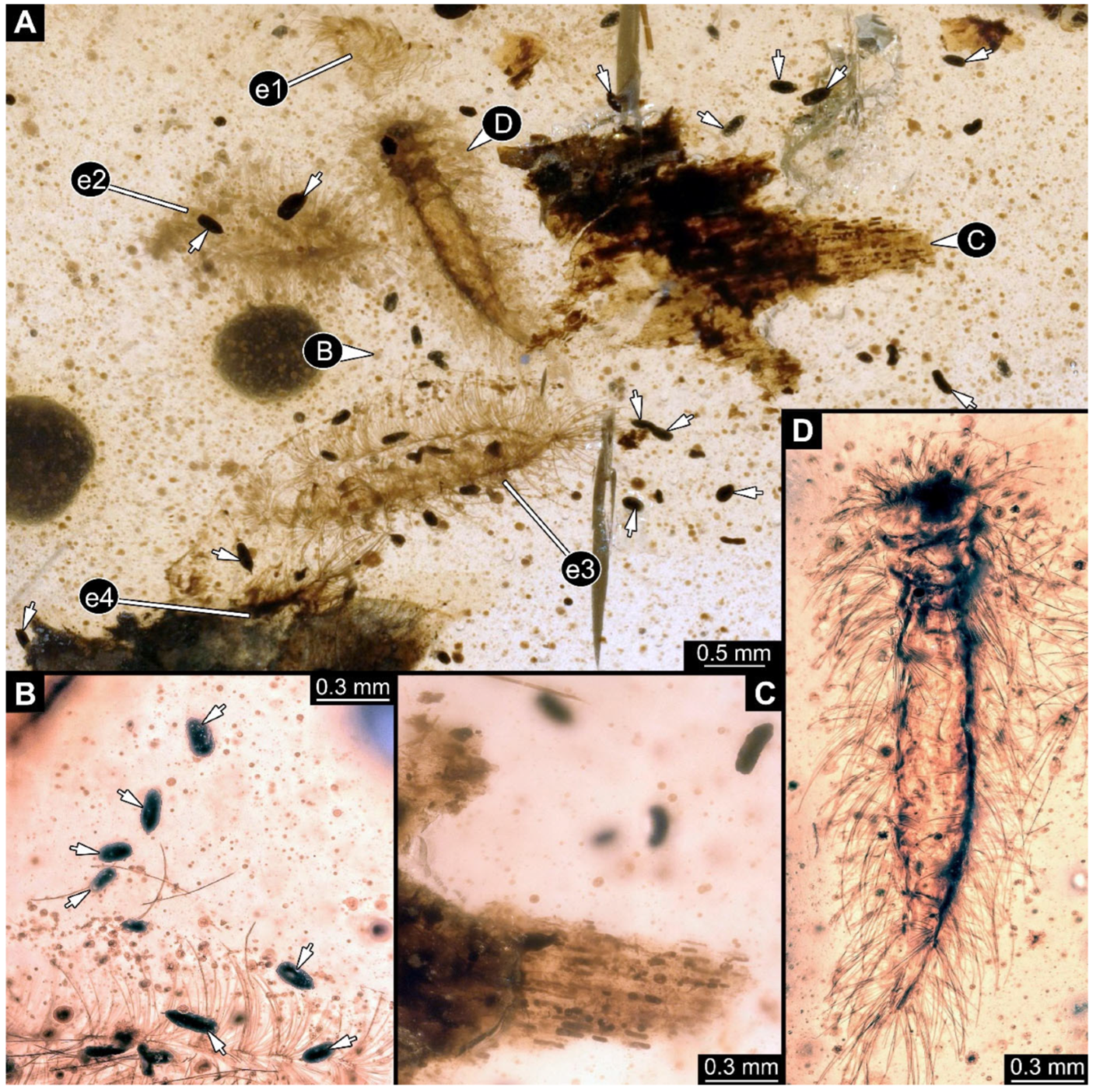 Arthropoda 03 00017 g002