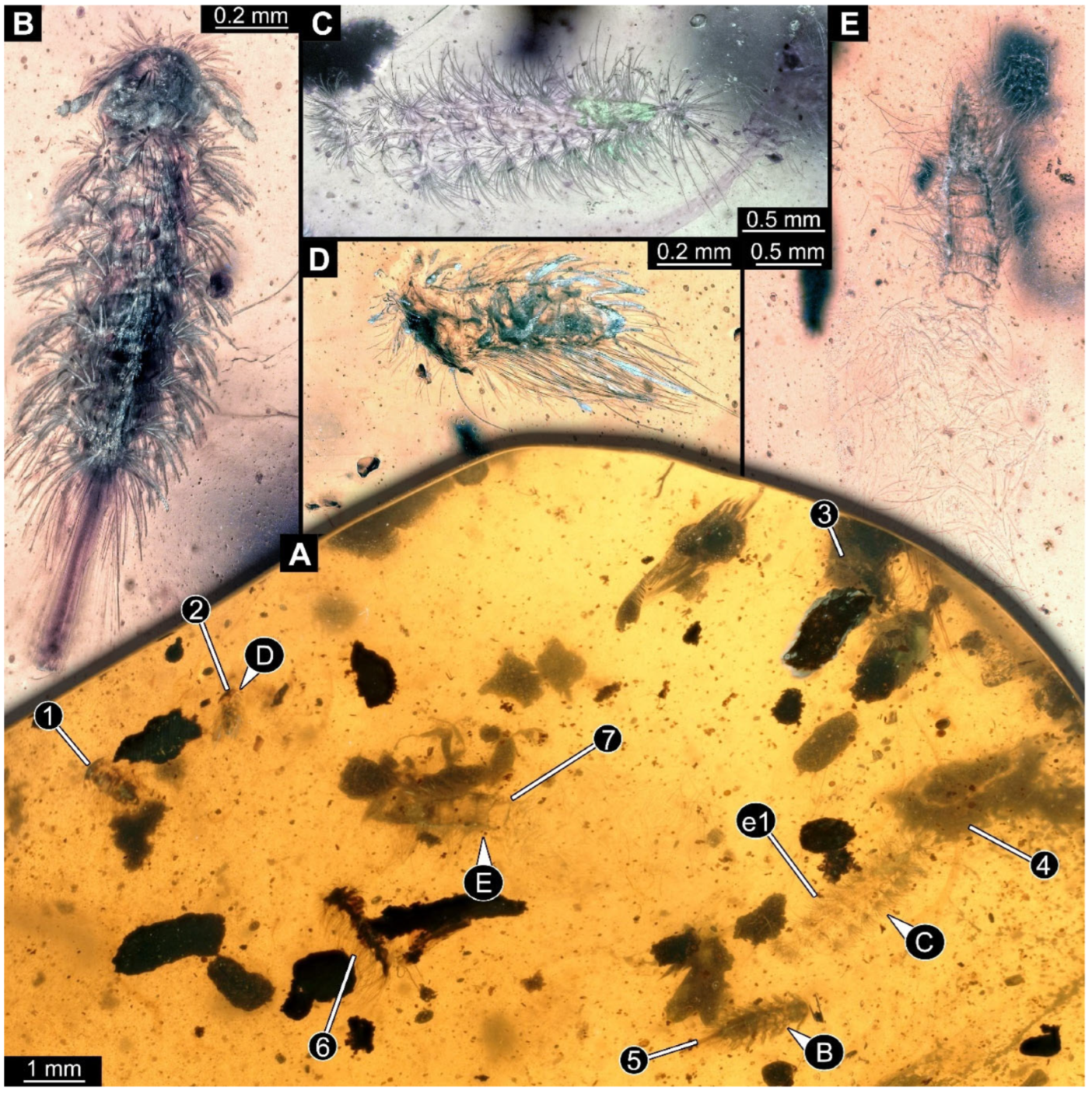 Arthropoda 03 00017 g003