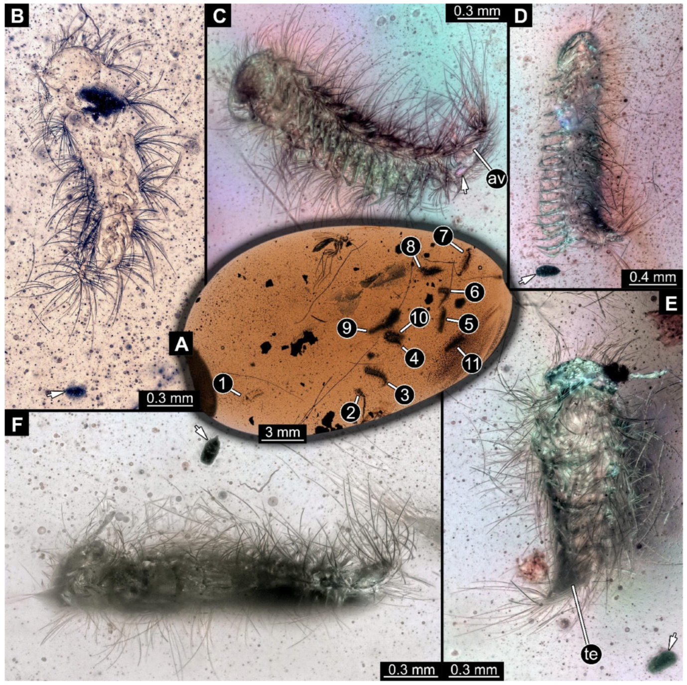 Arthropoda 03 00017 g004