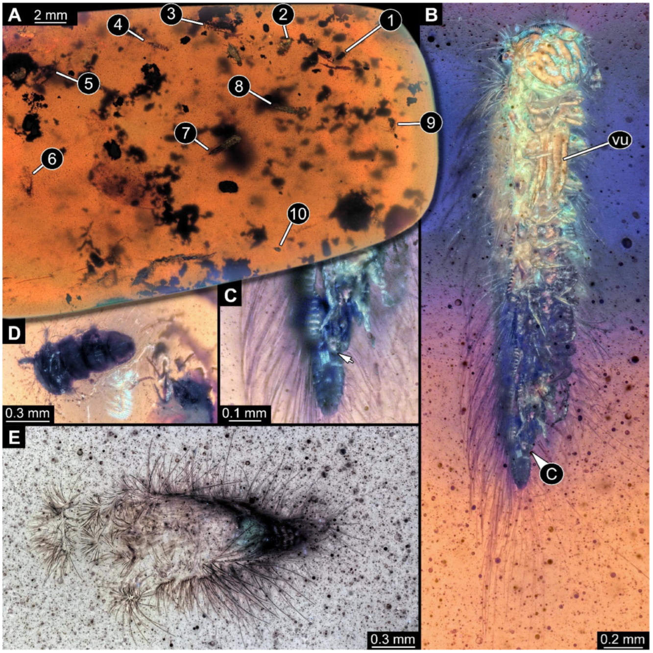 Arthropoda 03 00017 g006