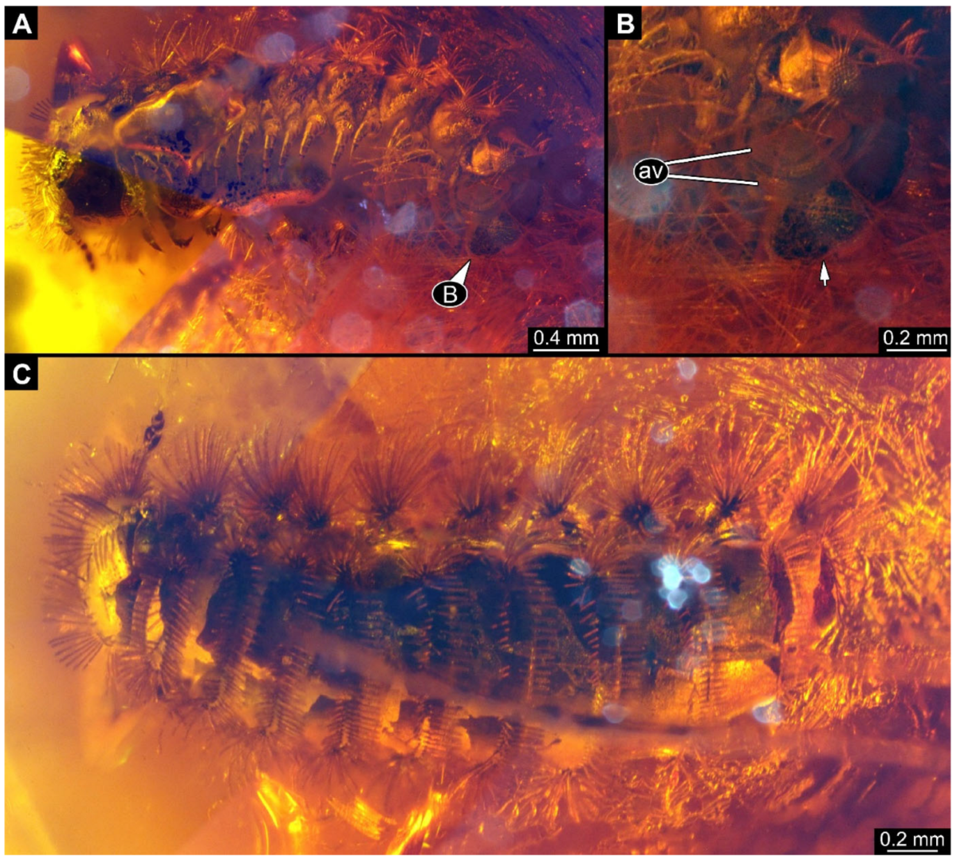 Arthropoda 03 00017 g010