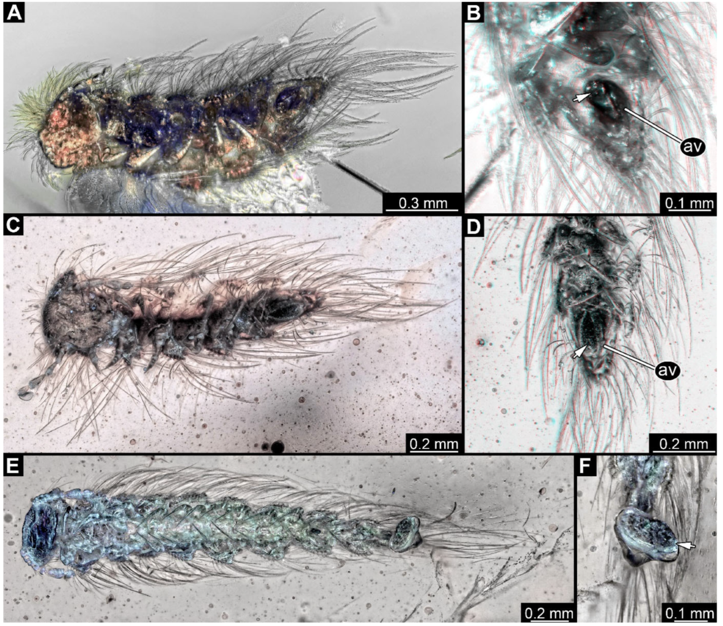 Arthropoda 03 00017 g011