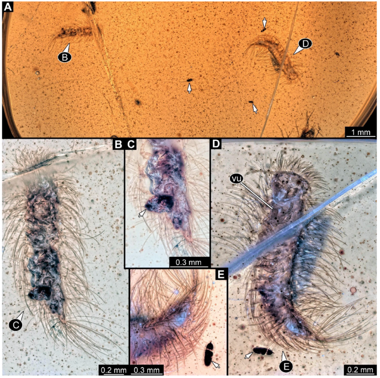 Arthropoda 03 00017 g012