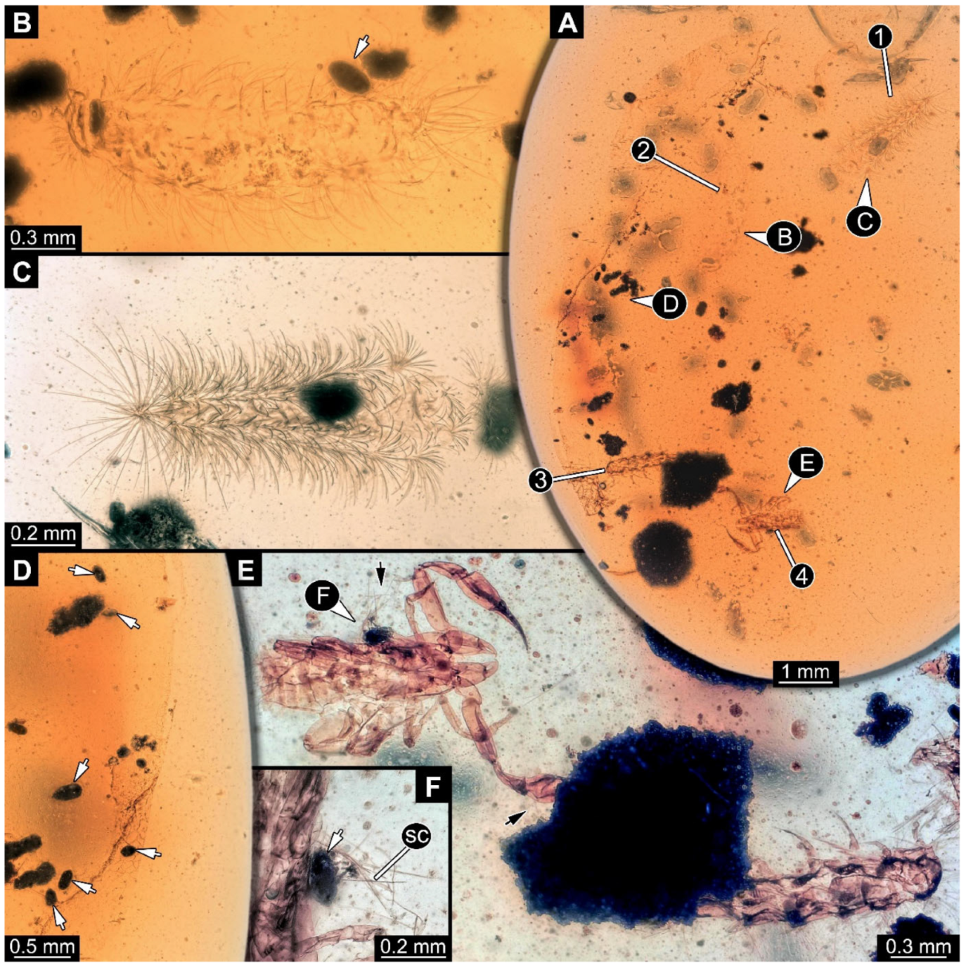 Arthropoda 03 00017 g013