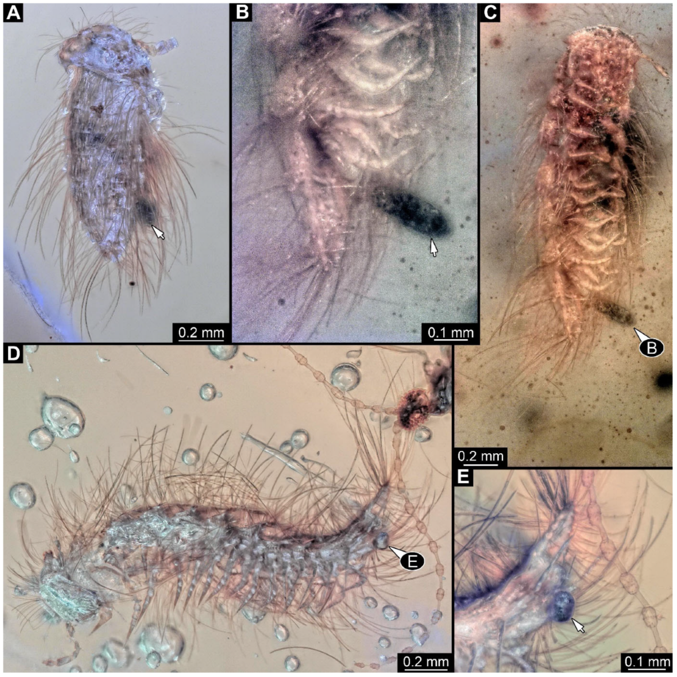 Arthropoda 03 00017 g014