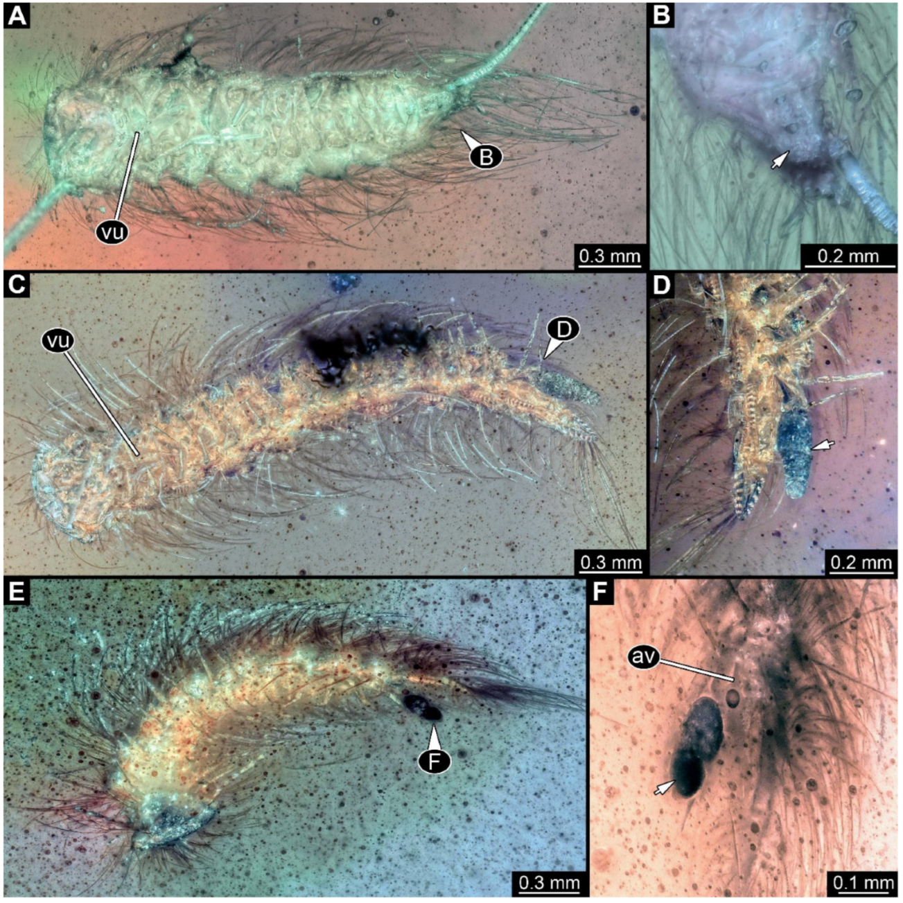 Arthropoda 03 00017 g017