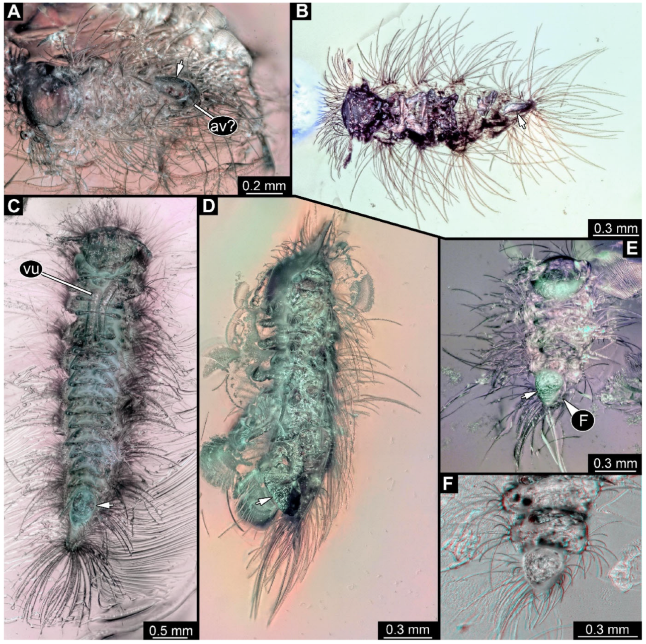 Arthropoda 03 00017 g018