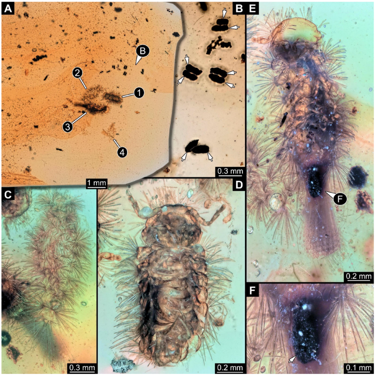 Arthropoda 03 00017 g019