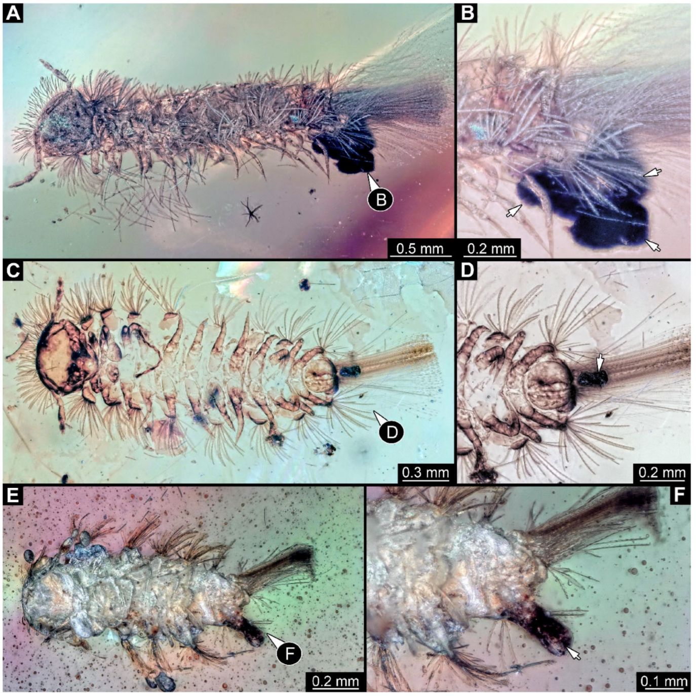 Arthropoda 03 00017 g021