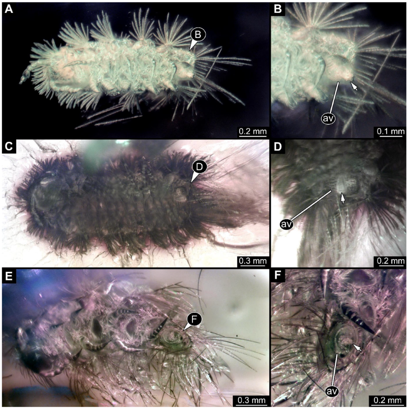 Arthropoda 03 00017 g022