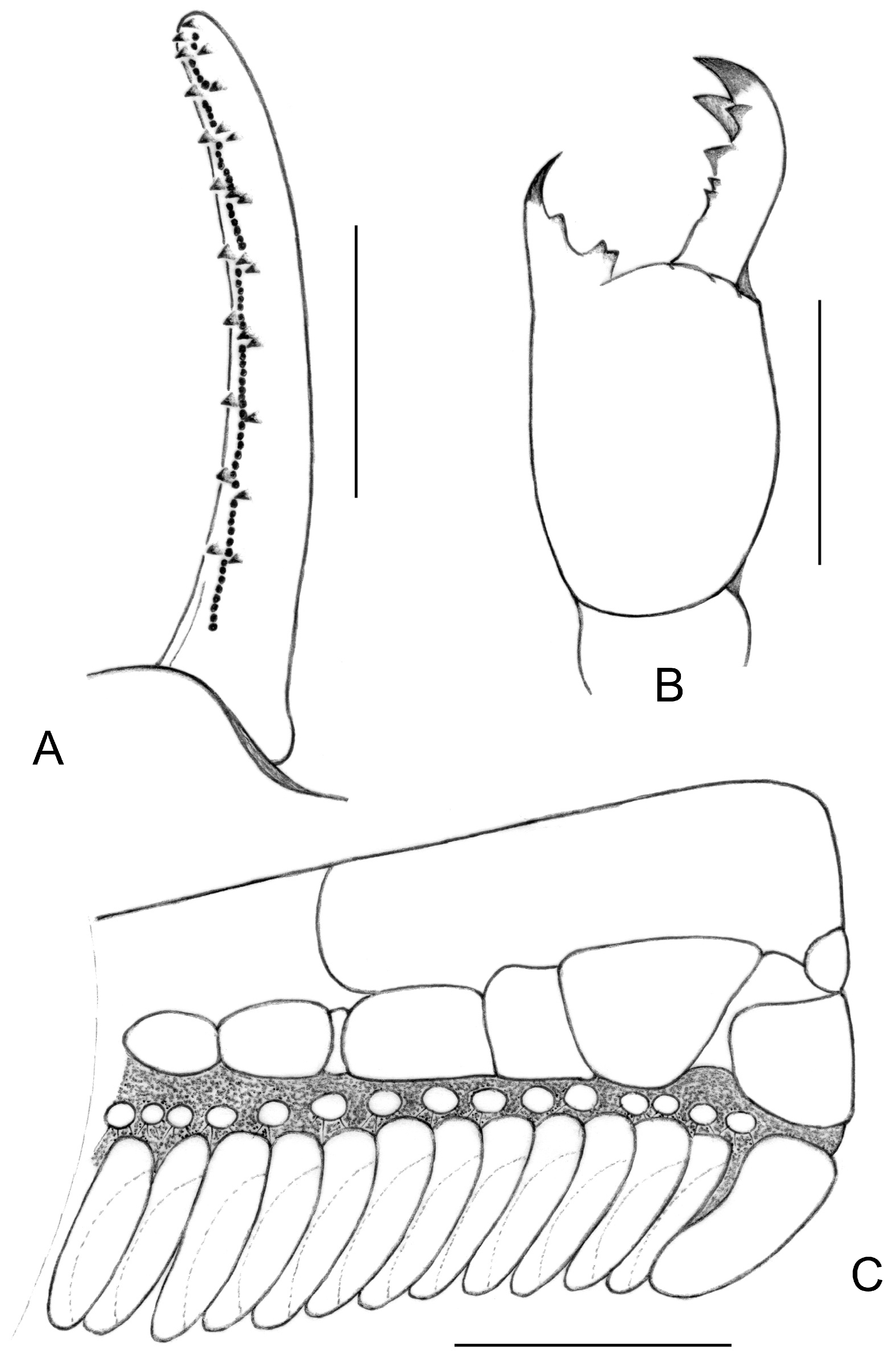 Arthropoda 04 00011 g006