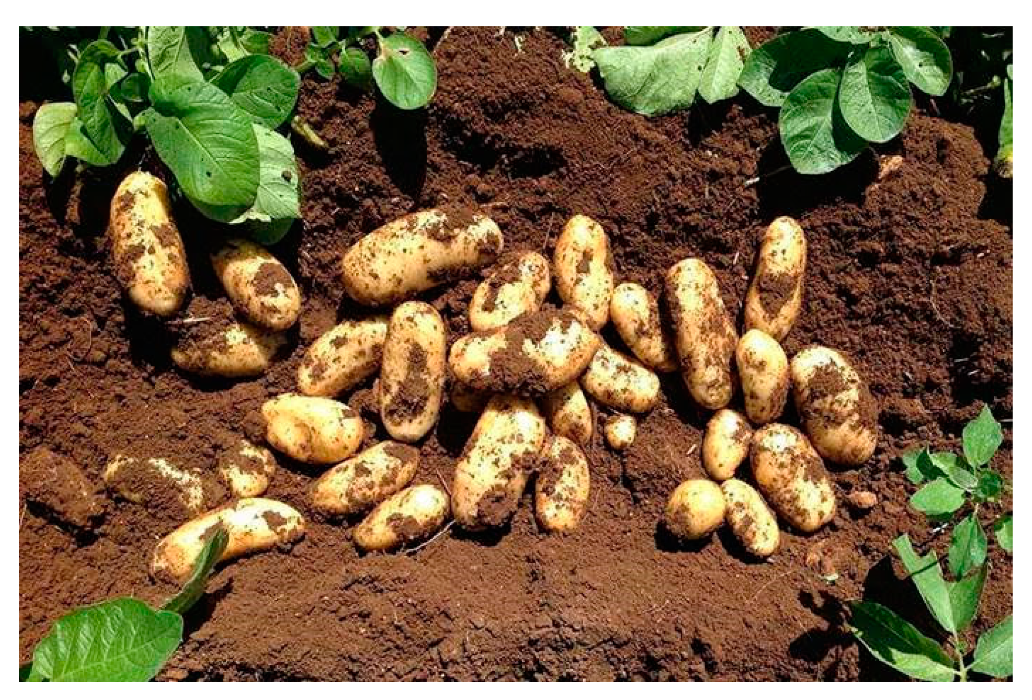 Asi 04 00001 g002 Asi 04 00001 g002