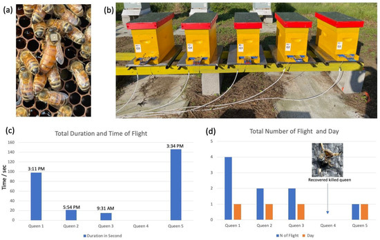RFID Technology Serving Honey Bee Research: A Comprehensive Description ...
