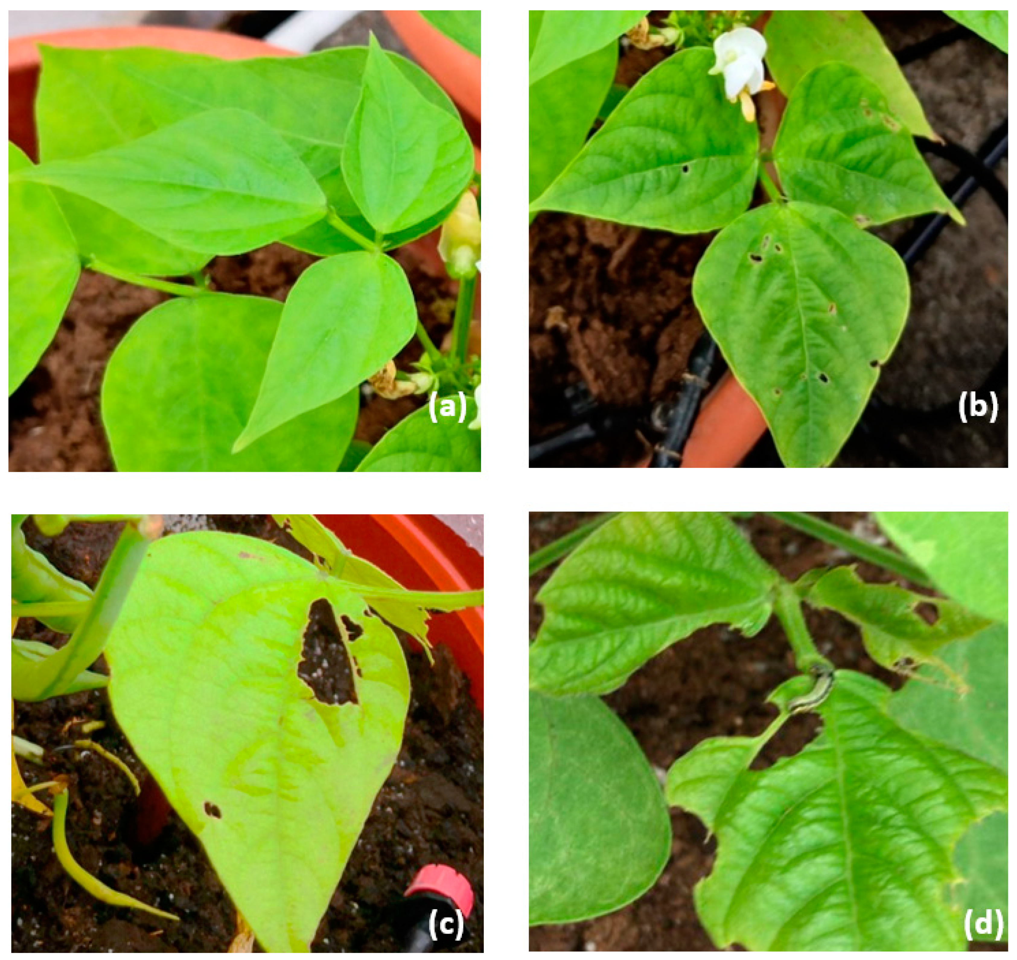 Atmosphere 11 00266 g001