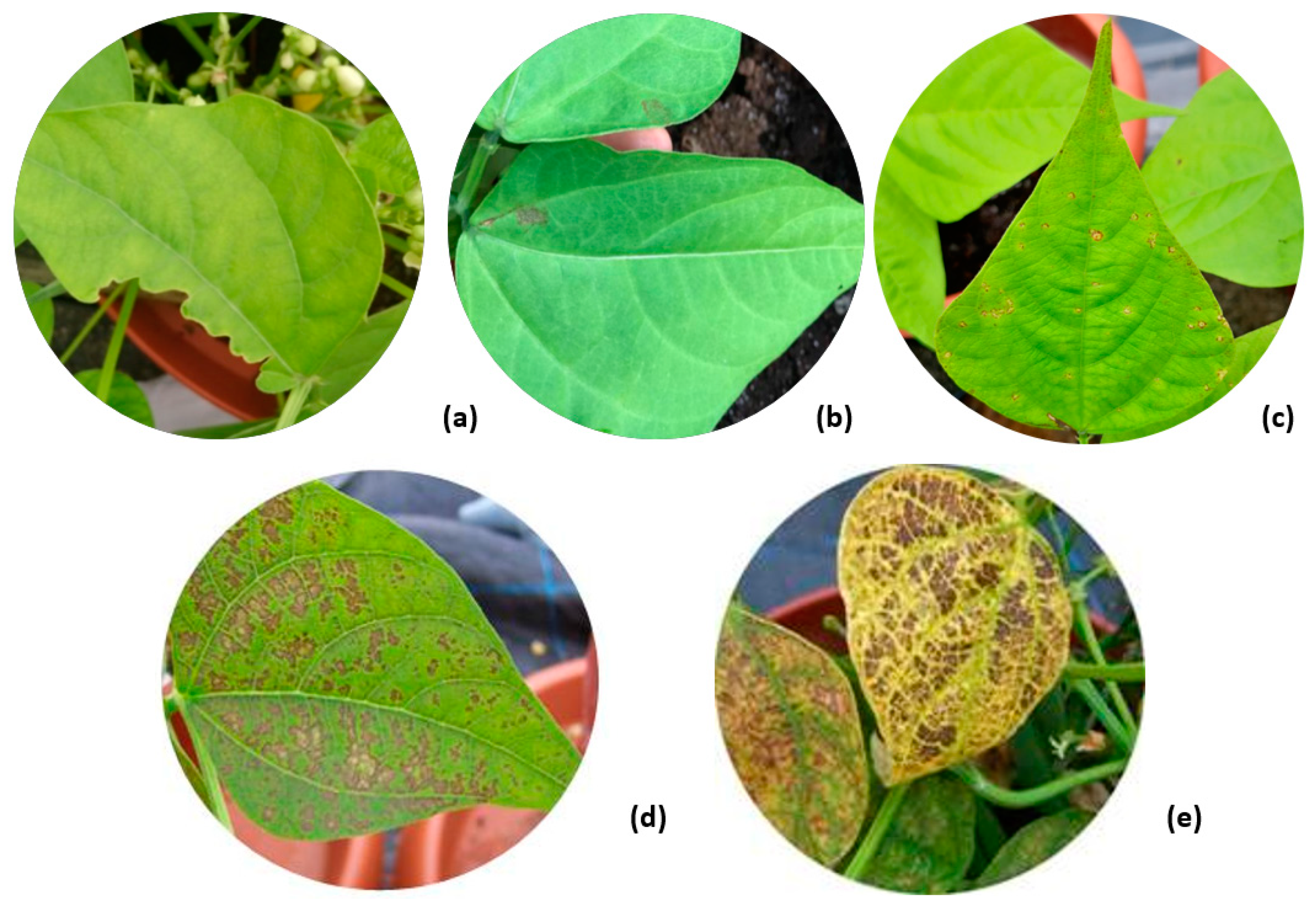 Atmosphere 11 00266 g002