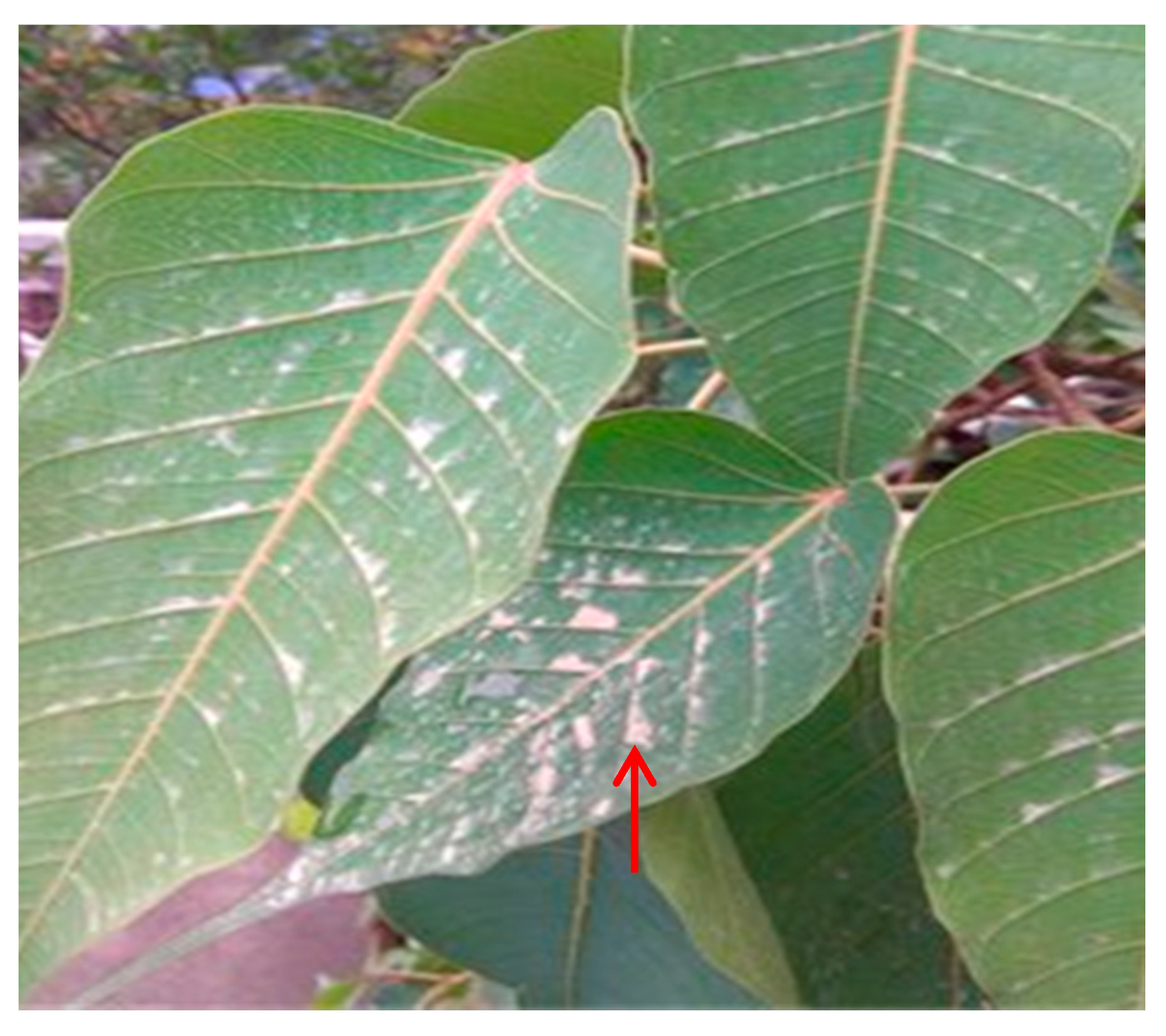 Atmosphere 11 00529 g001