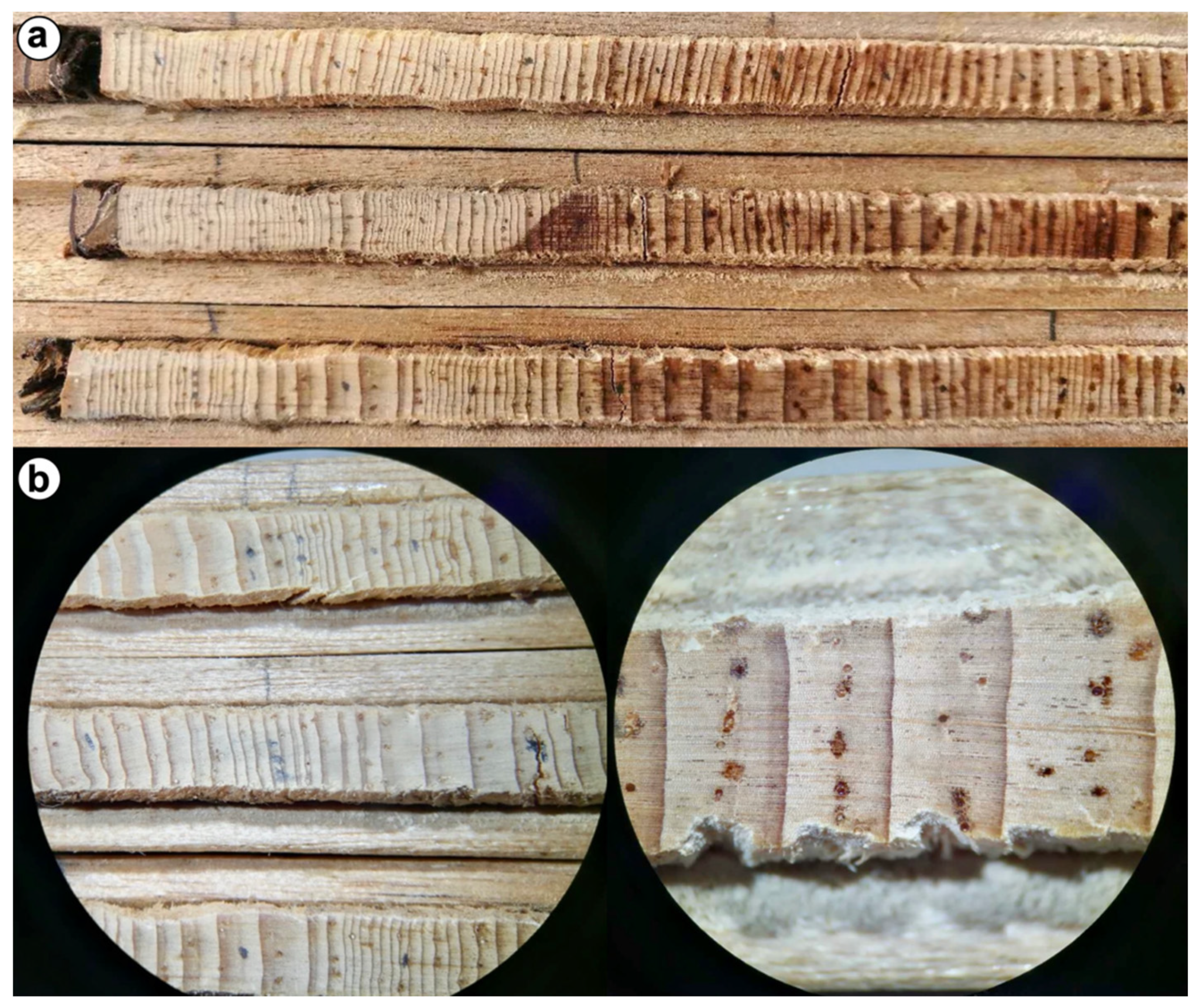 Atmosphere 11 01075 g002