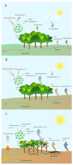 stages of the carbon cycle