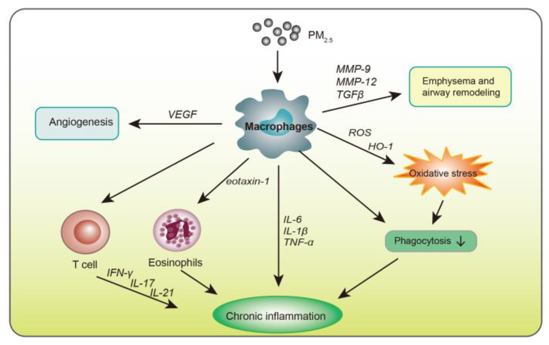 Atmosphere free full text effects of pm2 5 on chronic airway