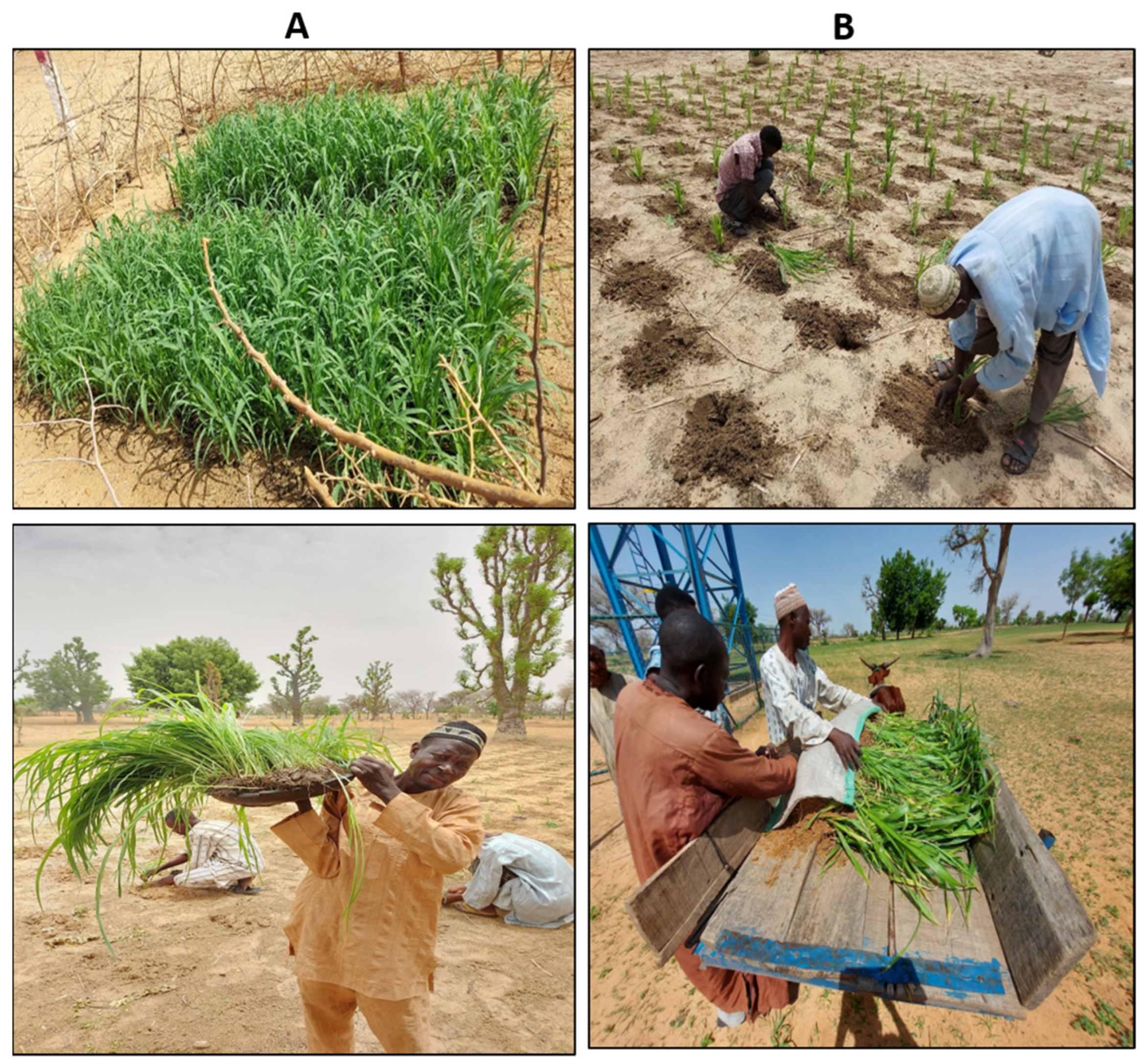 Atmosphere | Free Full-Text | Pearl Millet (Pennisetum glaucum) Seedlings  Transplanting as Climate Adaptation Option for Smallholder Farmers in Niger