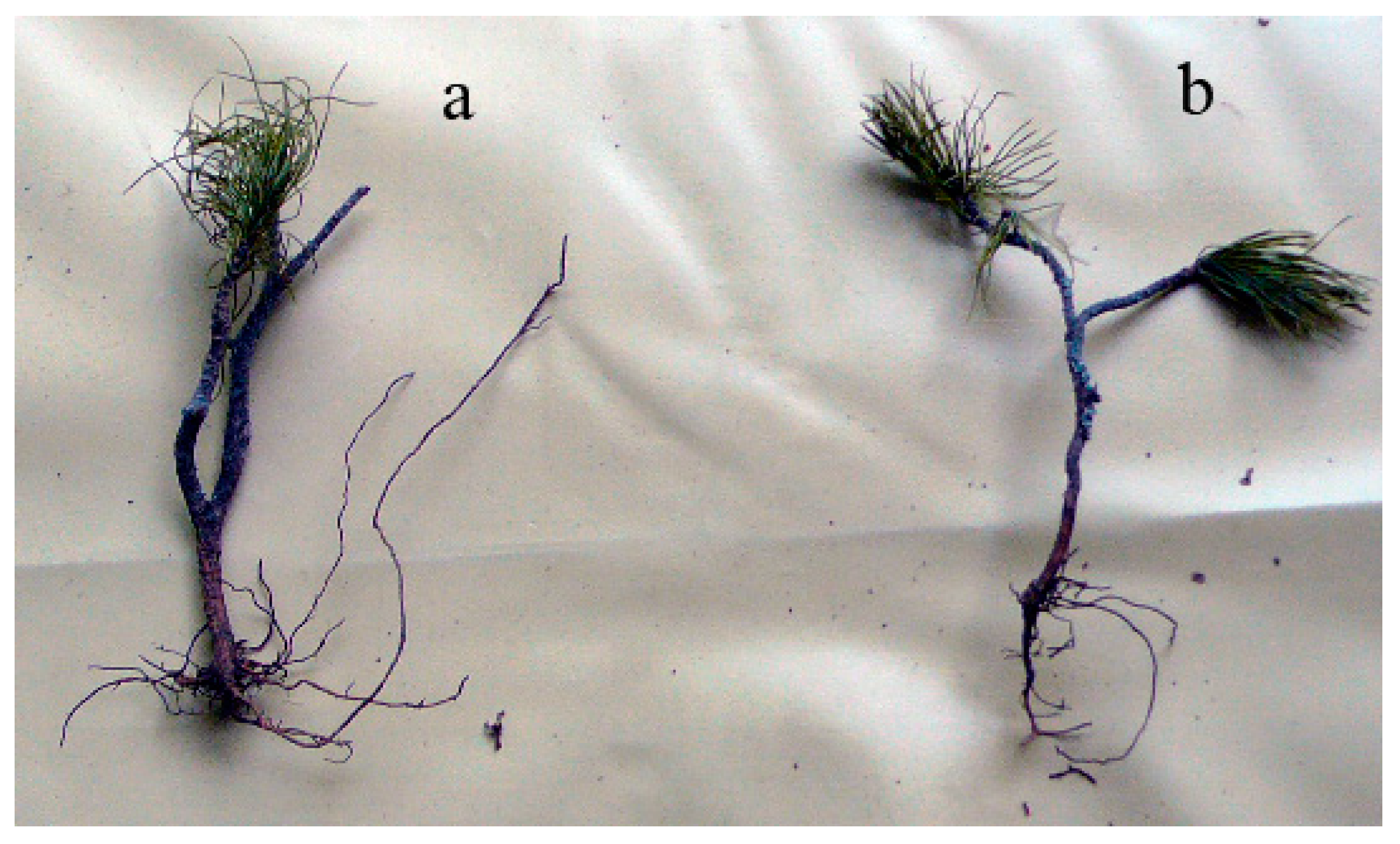 Atmosphere 13 01196 g006 550