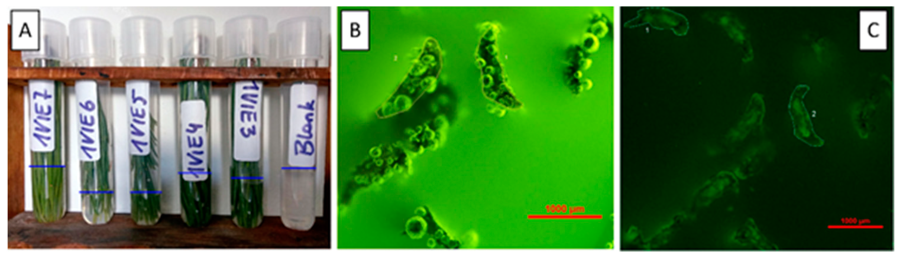 Atmosphere 14 00266 g0a5 Atmosphere 14 00266 g0a5