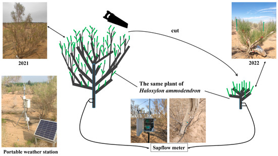 Effects of Stumping and Meteorological Factors on Sap Flow